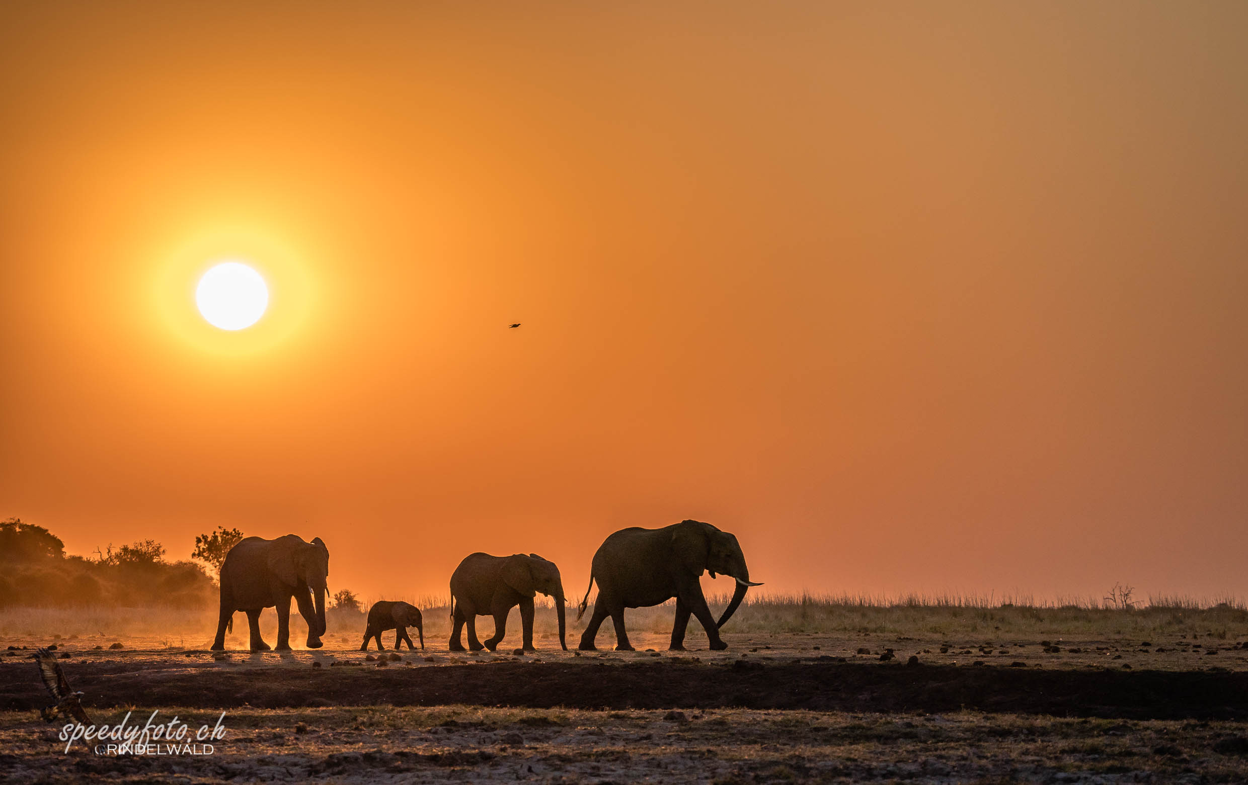 Capture Botswana 2019