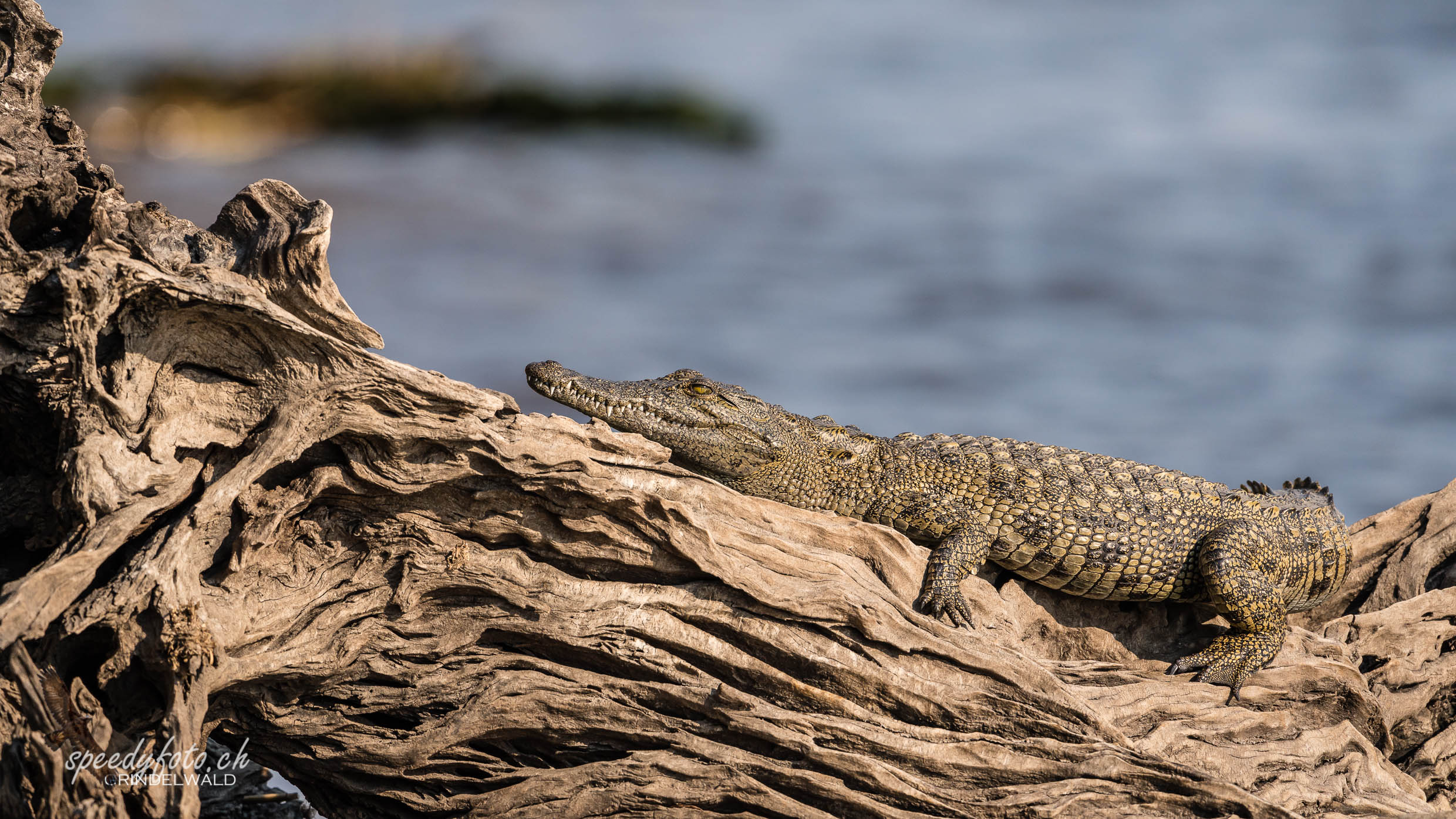 Little Crocs Rest 