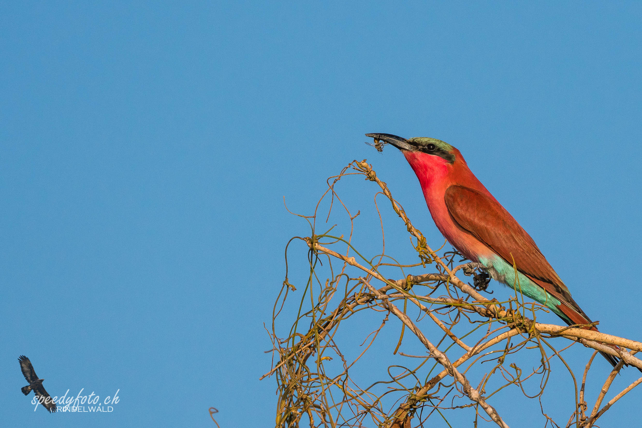 Long Tail Bee Eater 2 