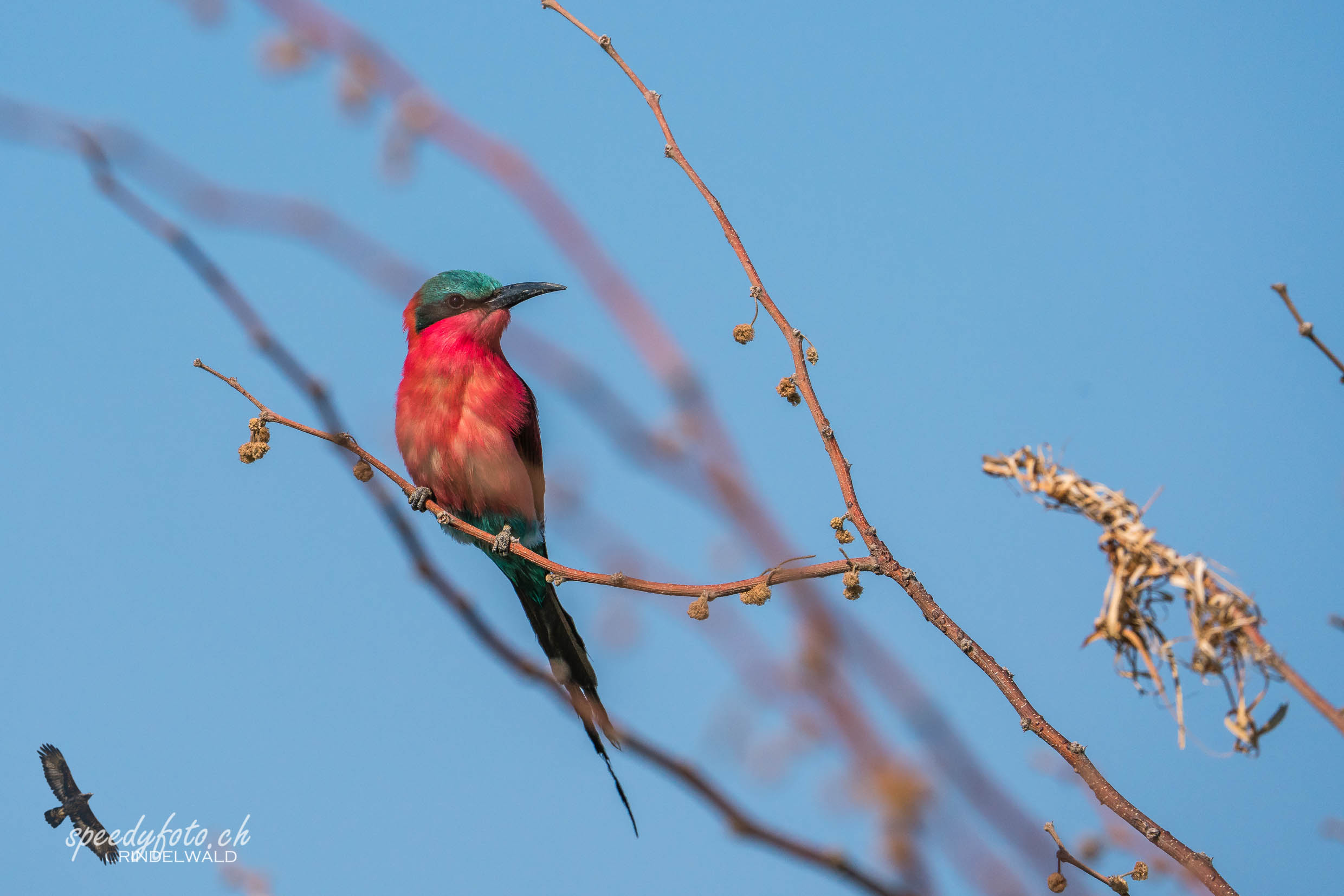 Long Tail Bee Eater 