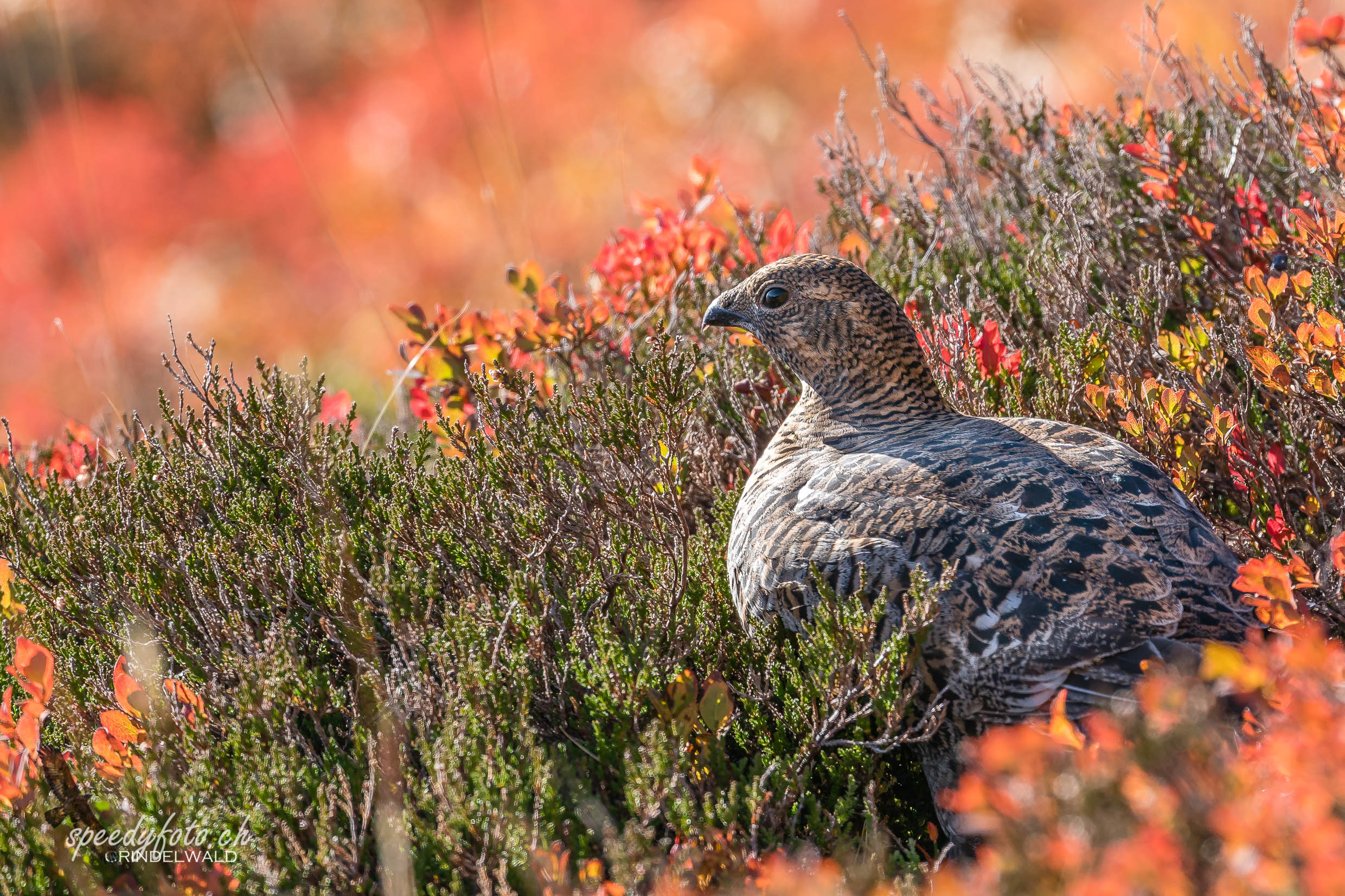 Birkhenne - Wildlife Grindelwald 