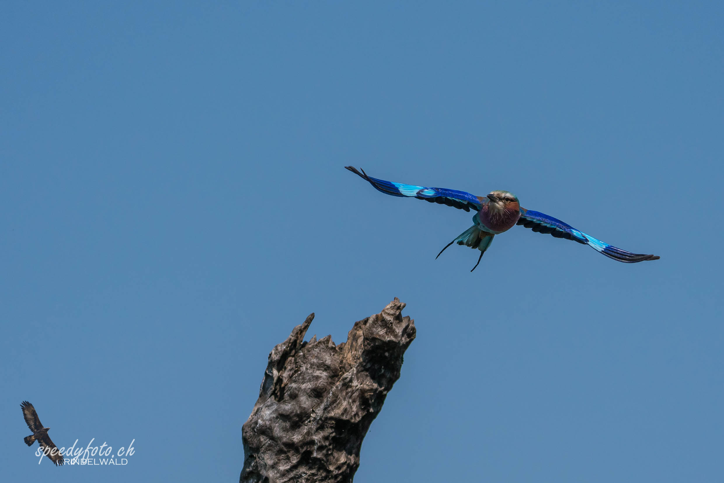 Take off Bird 