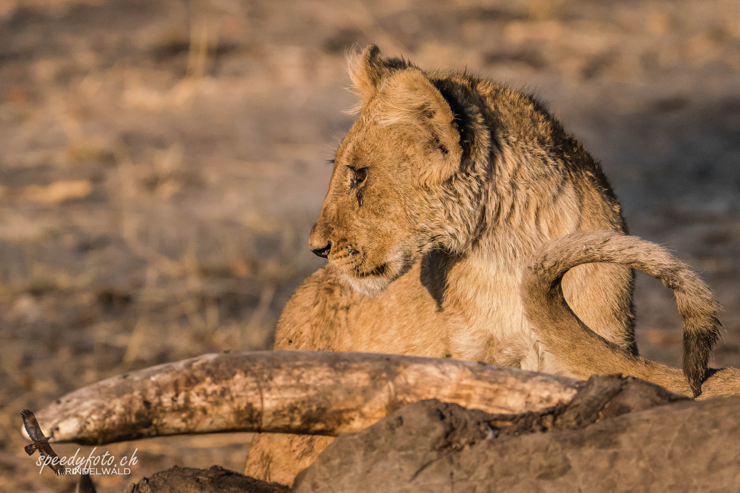 Lions Cub 