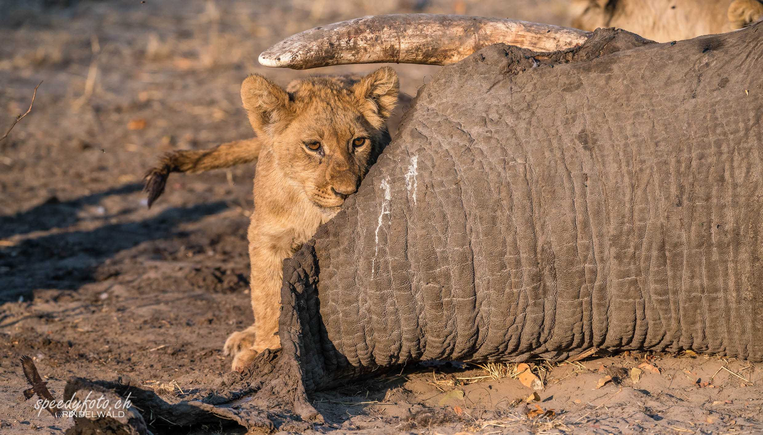 Lions Cub - with big kill