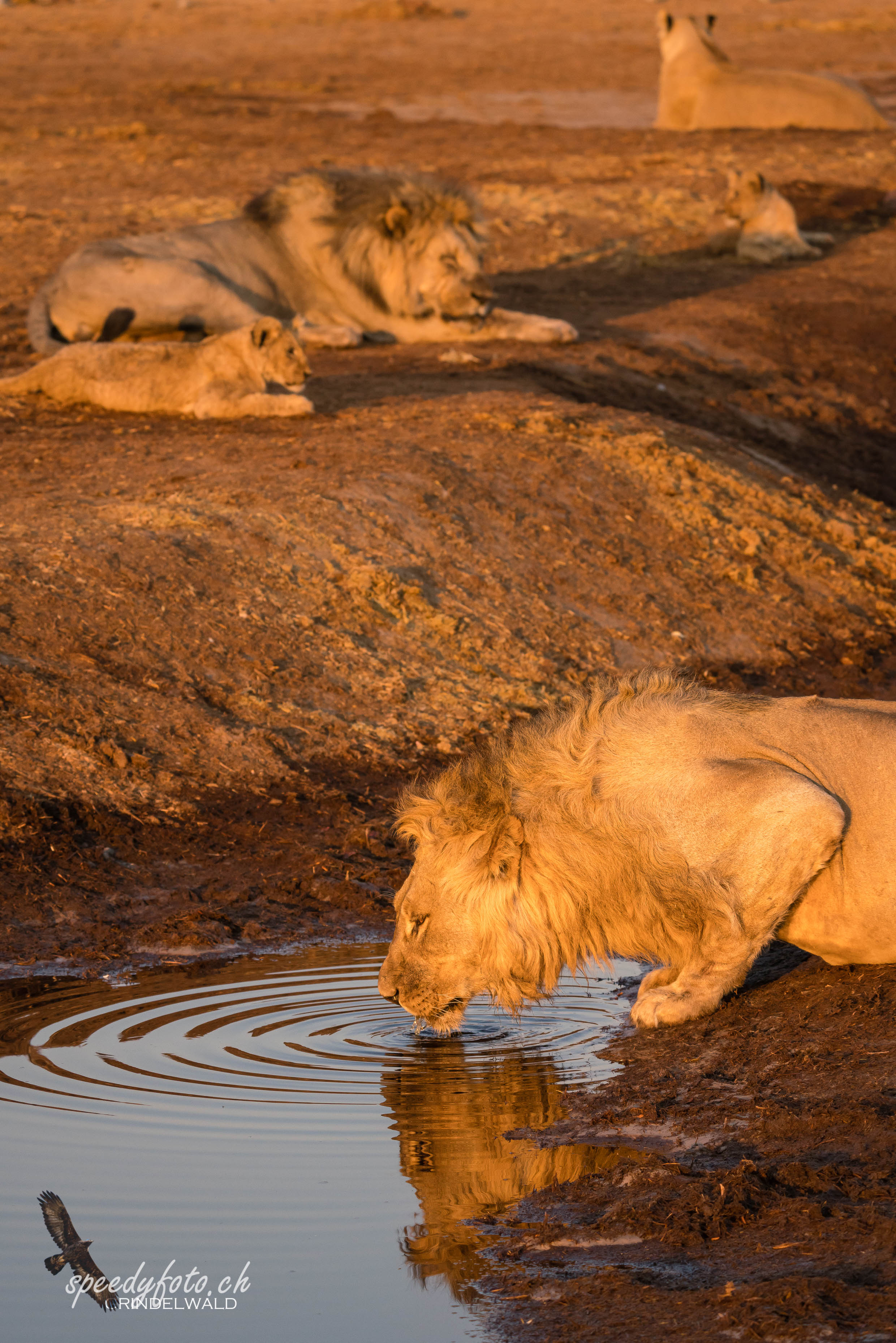 Thirsty Morning 