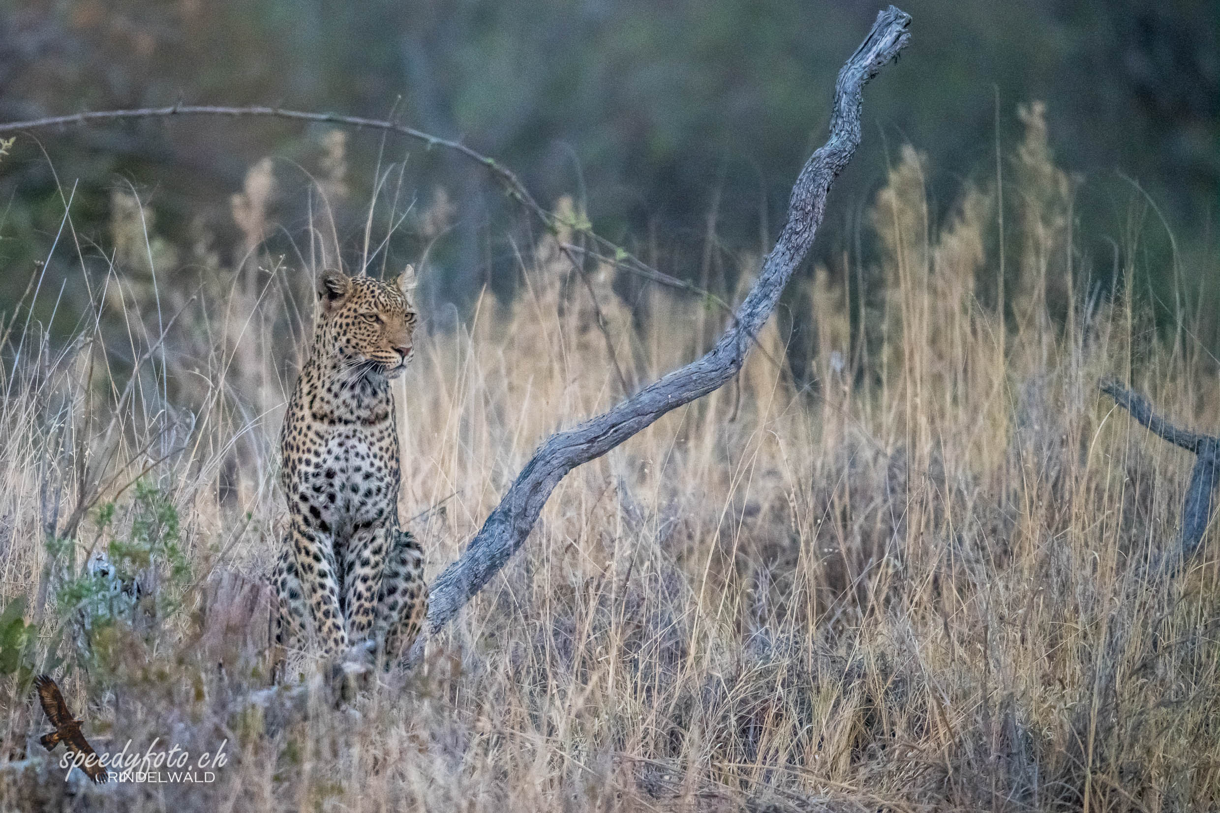 Leopard Posing 