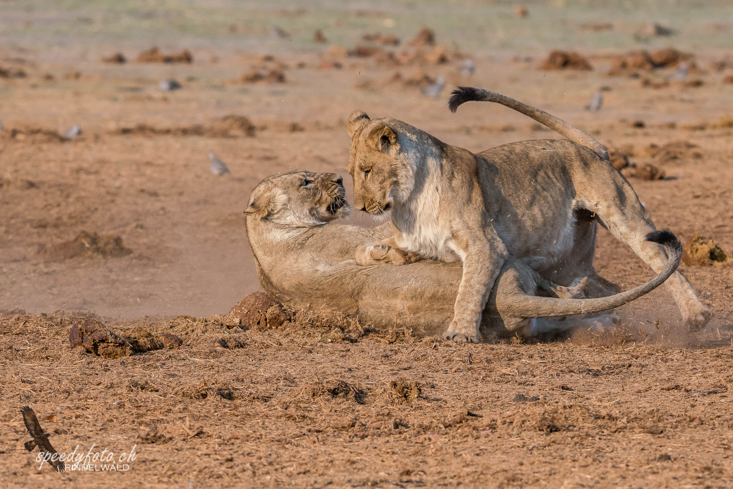 Wrestling Lions 