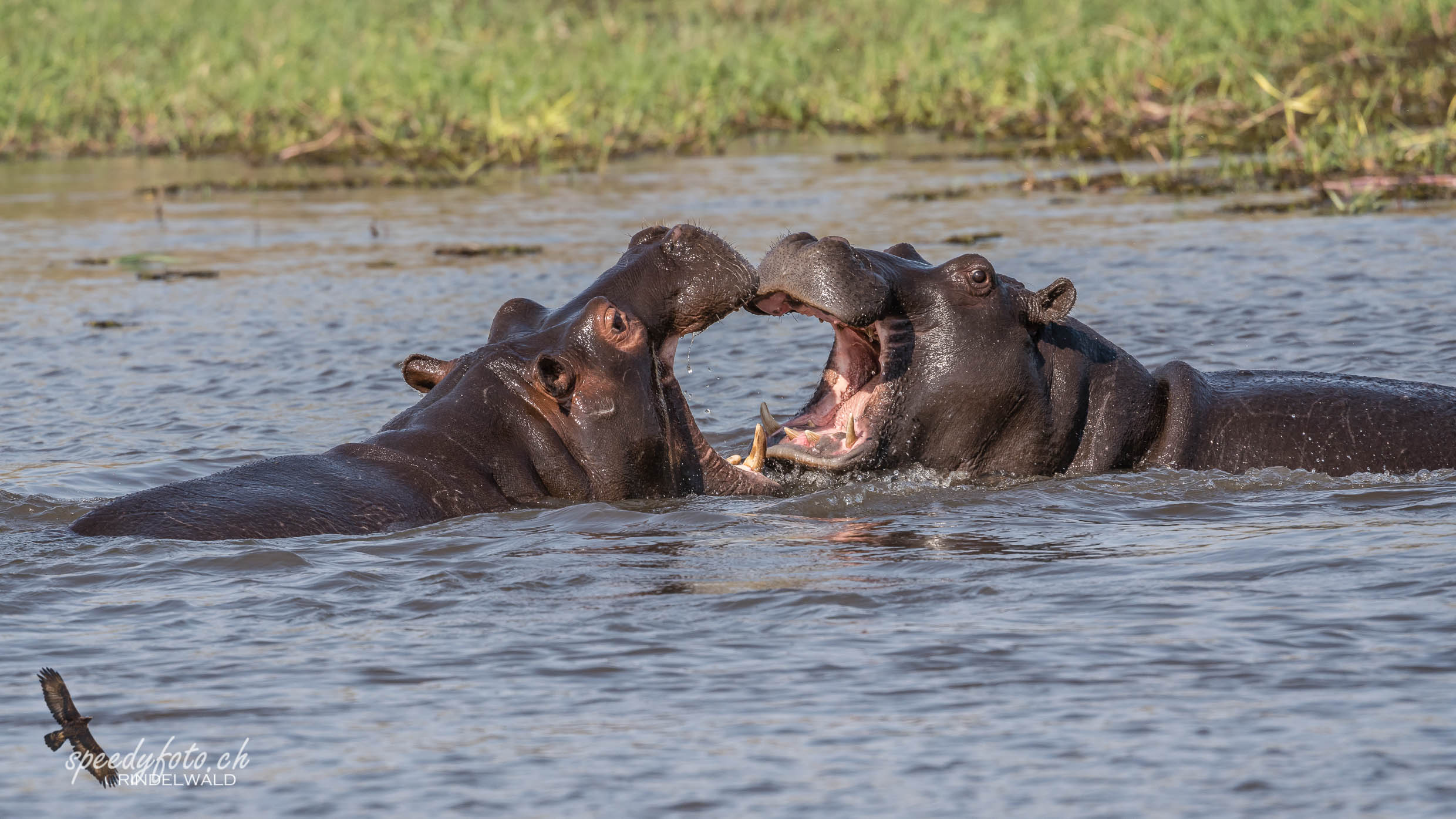 Hippo Meeting 