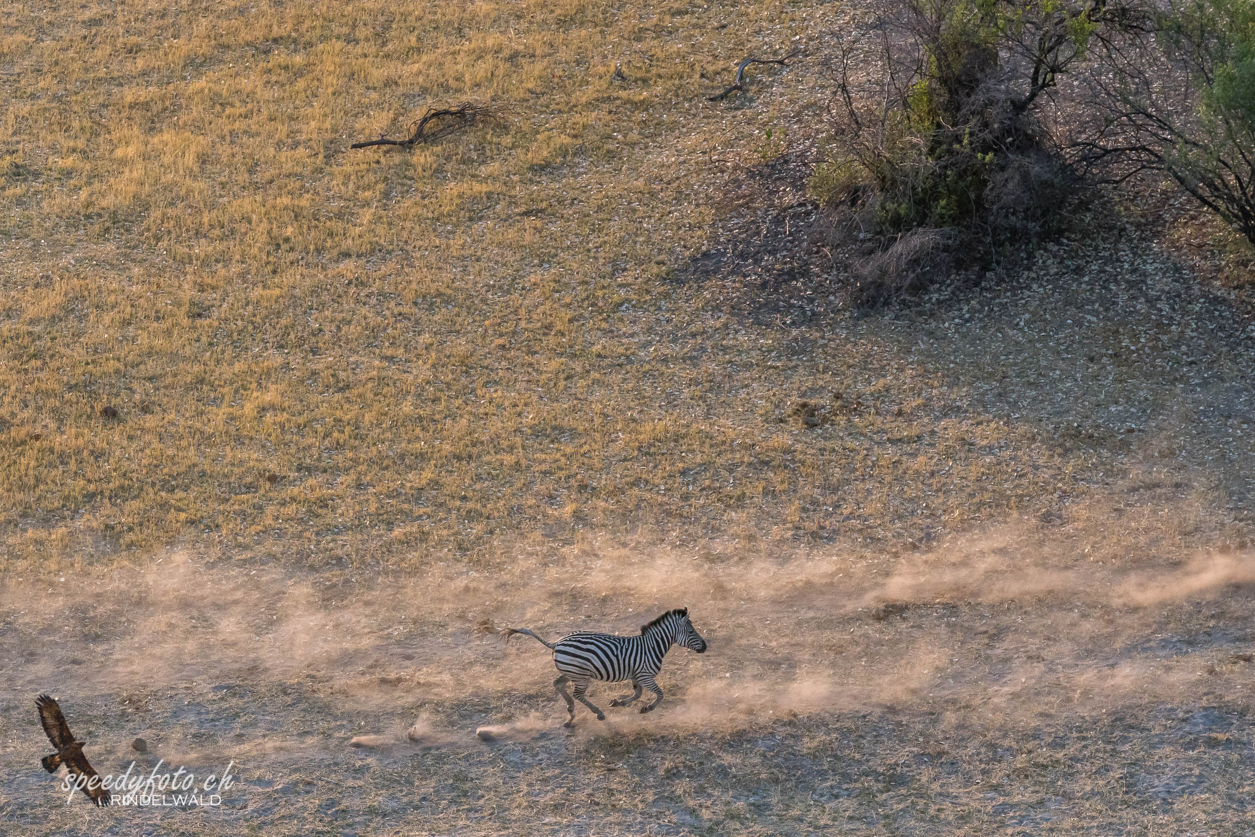 Running Zebra - Aerial View 