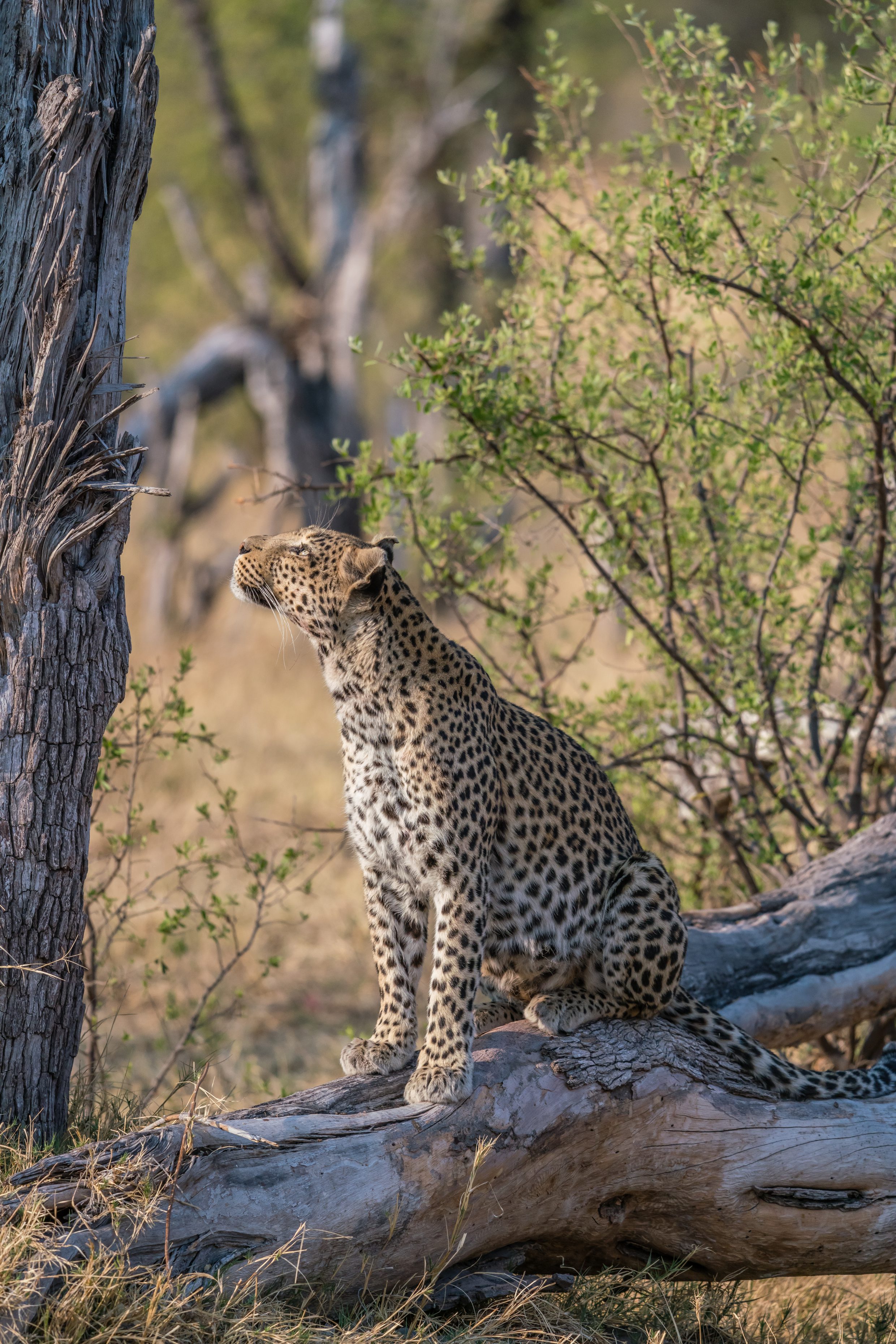 Leopard Wildlife Botswana 