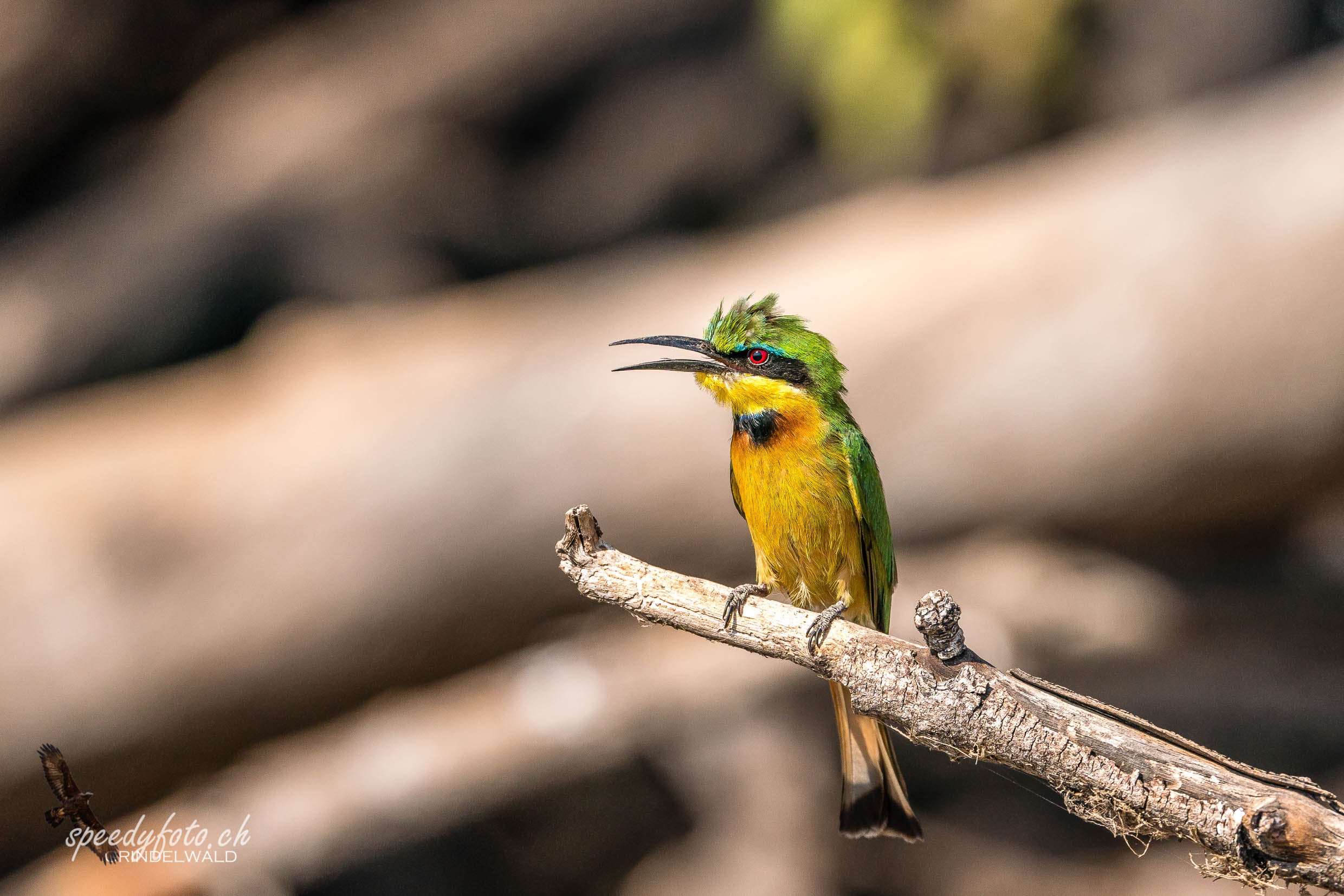 Litlle Bee Eater 