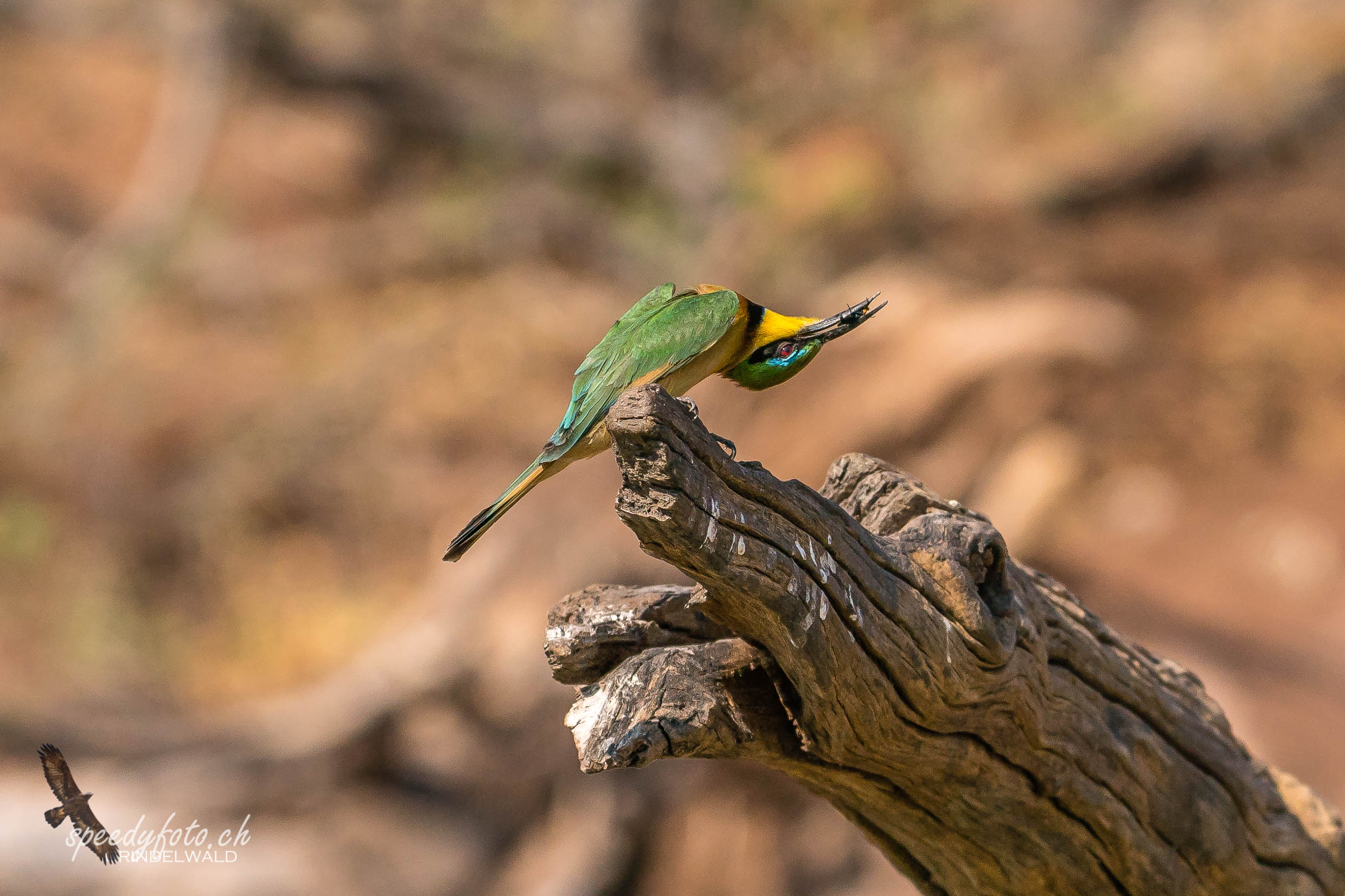 Bee Eater Streching 