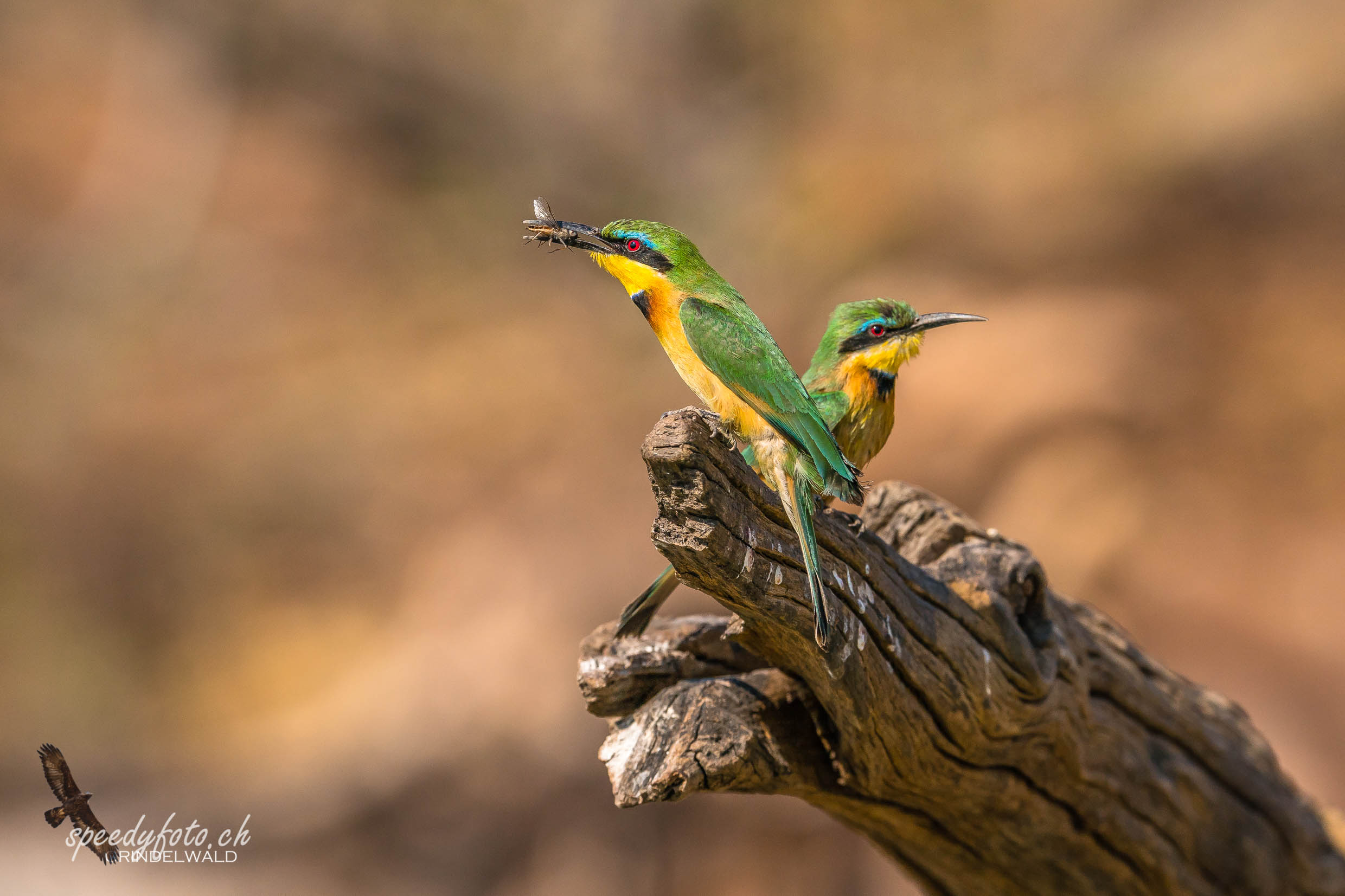 Bee Eaters 
