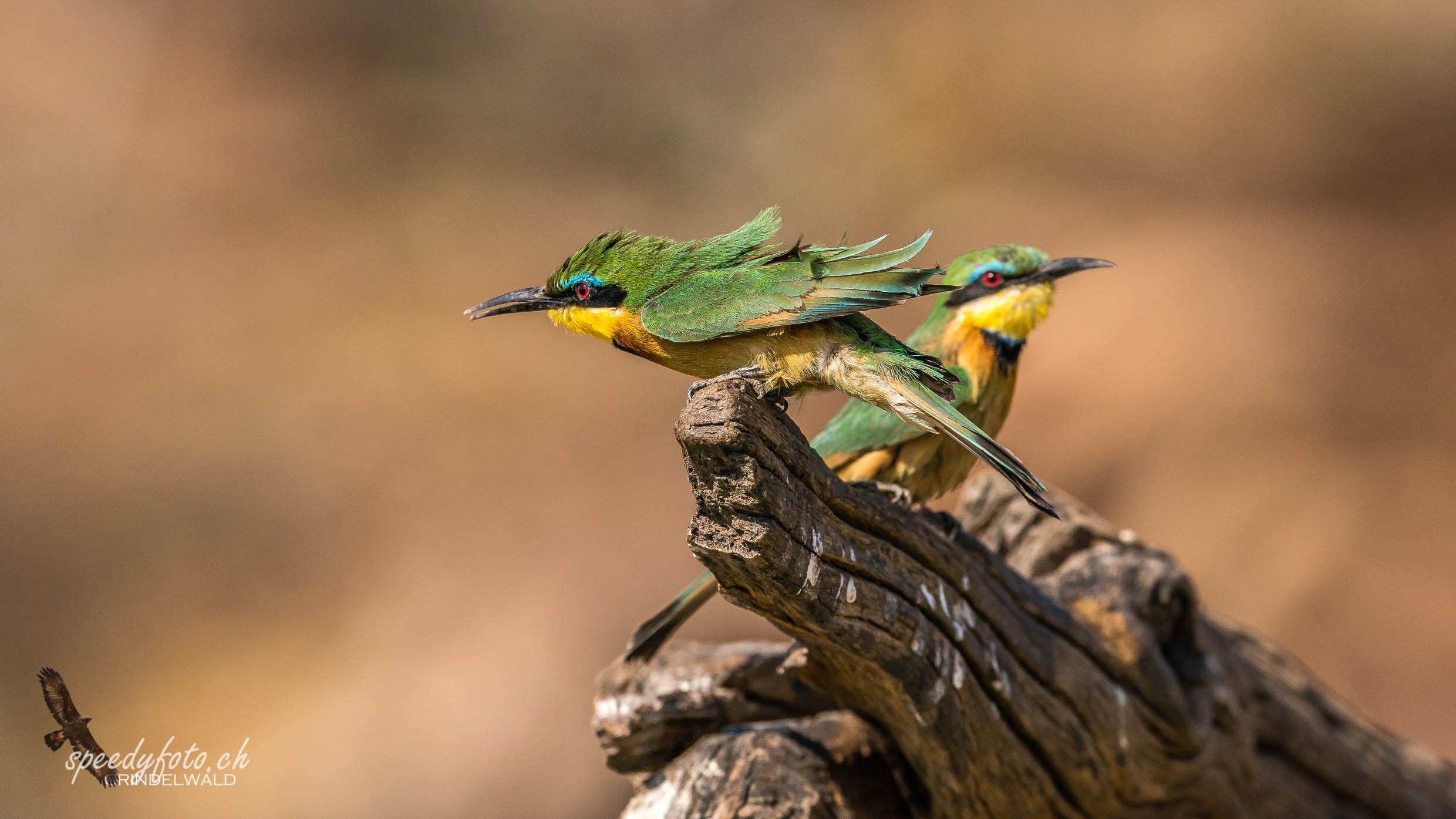 The Bee Eaters 