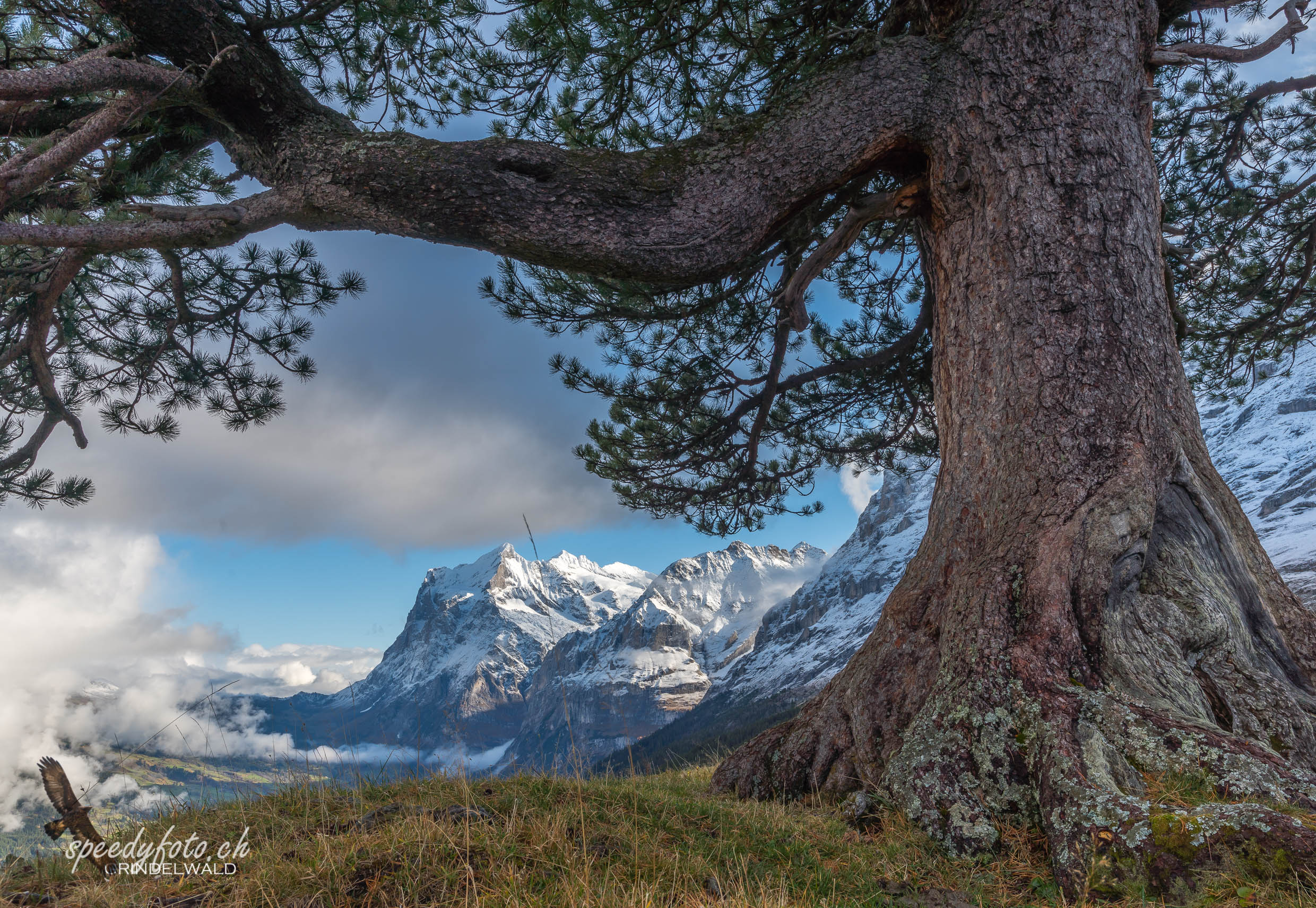 Bergahorn - Wetterhorn 