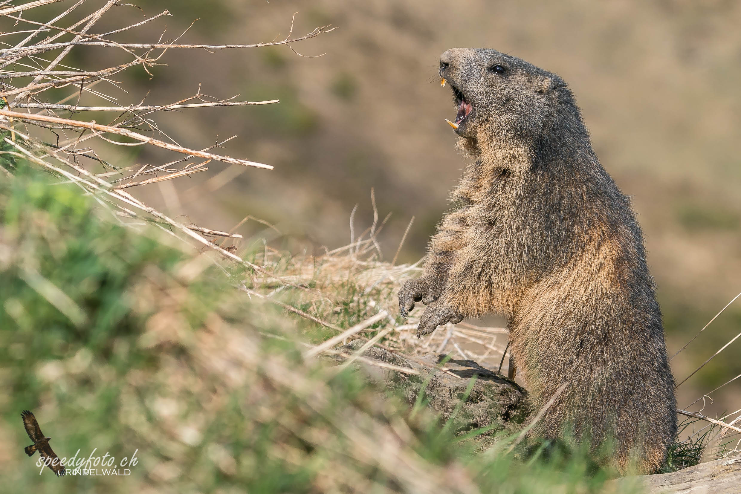 Der Pfeiffer - Marmot 