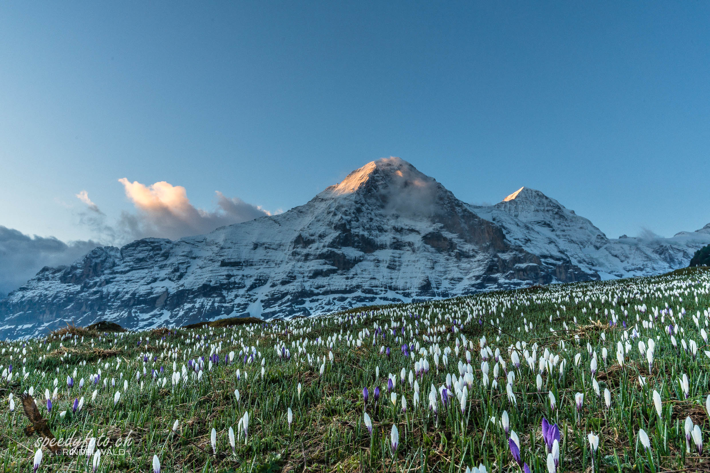 Frühling auf der Alp - Eiger