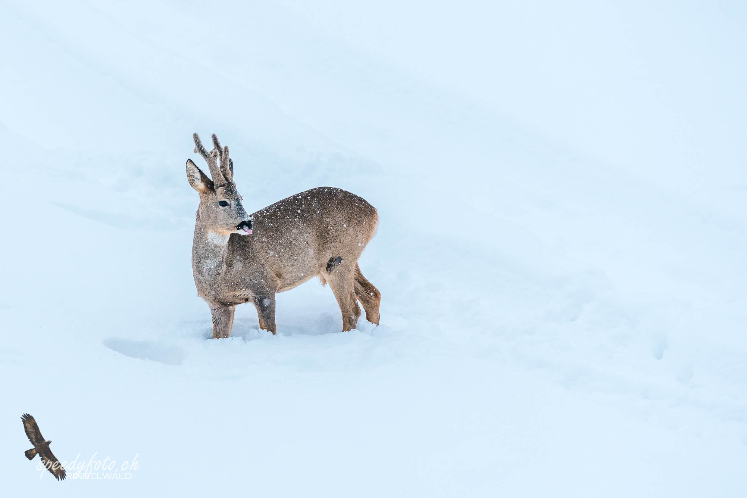 Wintermärchen - Wildlife Grindelwald 