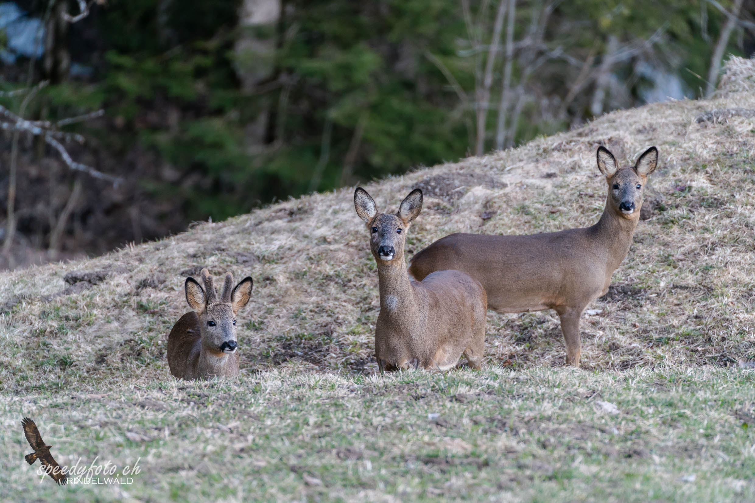 Im Dreierpack - Wildlife Grindelwald 