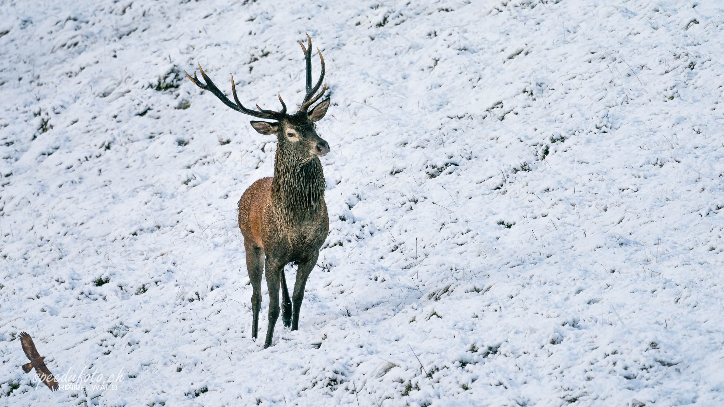 Stolz unterwegs - Wildlife Grindelwald 