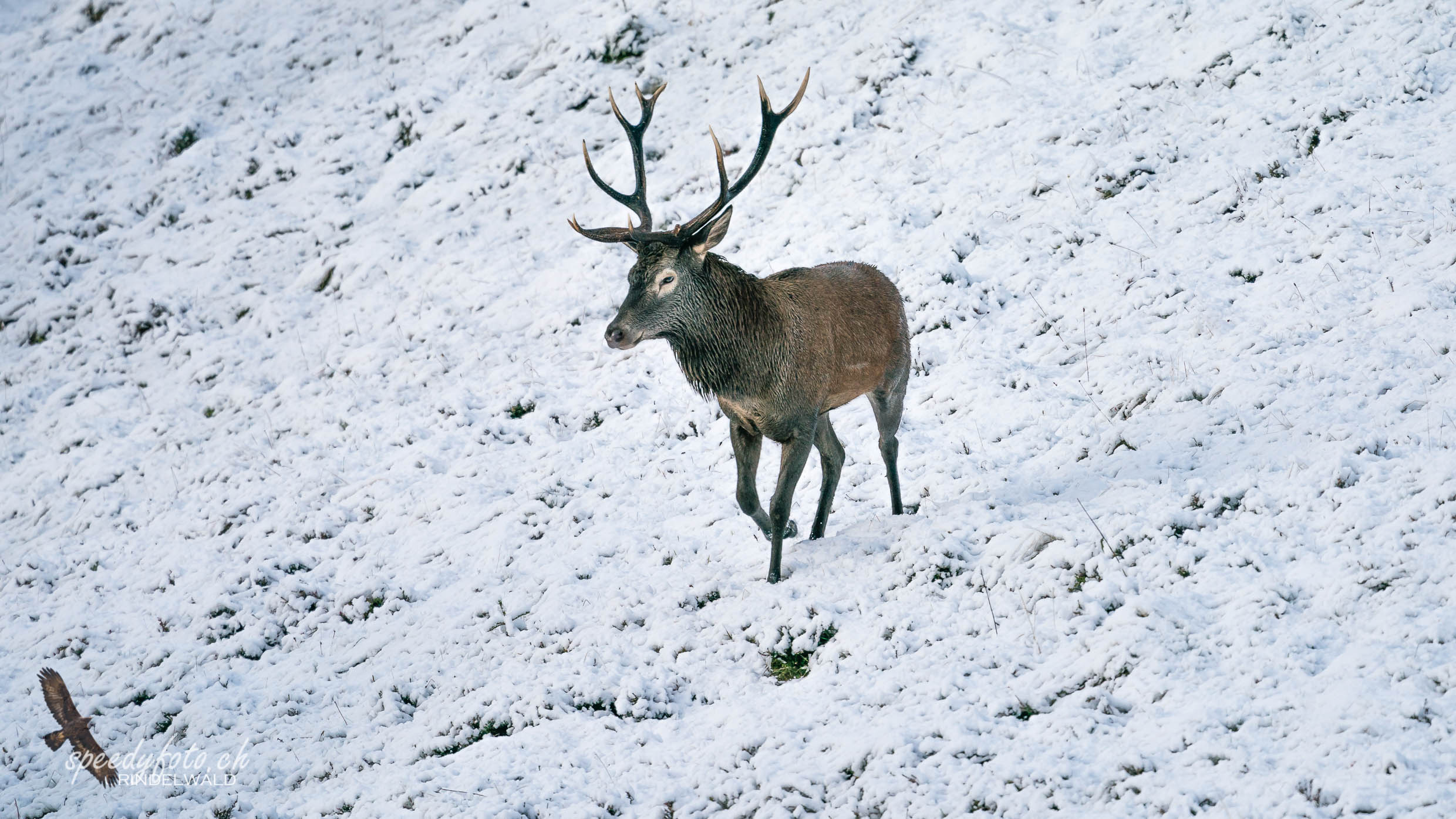 Im Schnee unterwegs - Hirschstier 