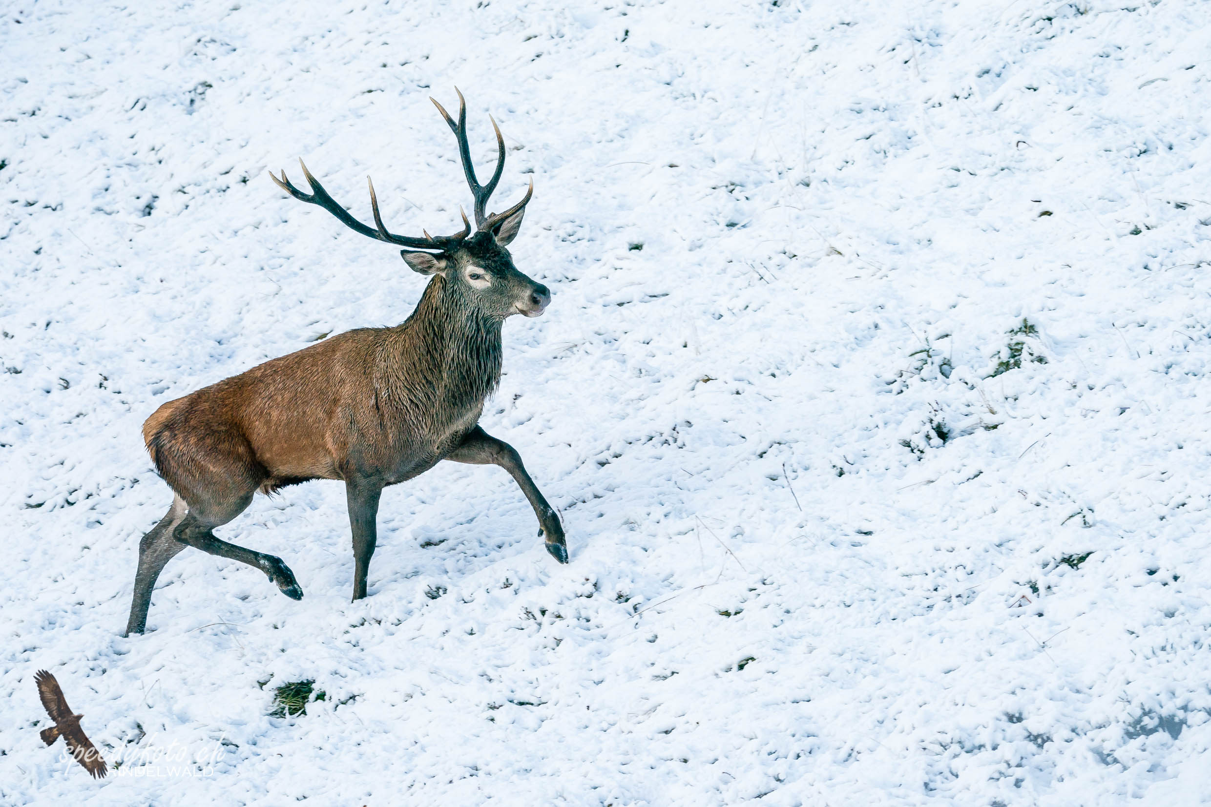 Der Wanderer - Hirschstier - Wildlife Grindelwald 