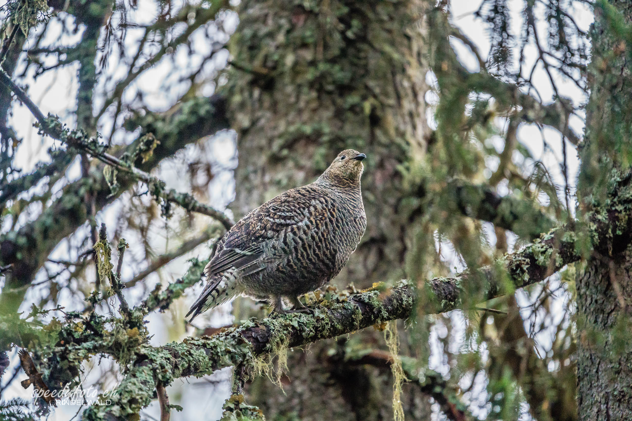 Seltene Auerhenne - Wildlife Grindelwald 