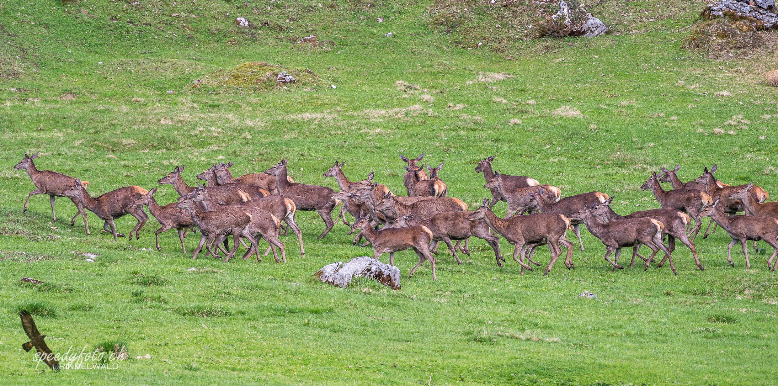 Der Hirsch - das Herdentier - Grindelwald 