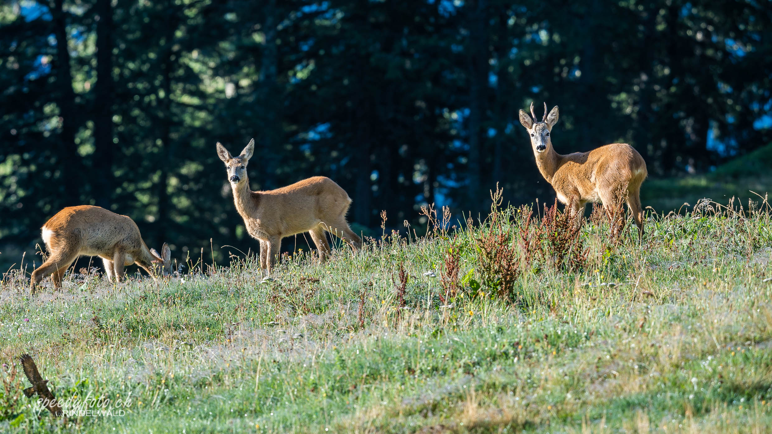 Morgenbegegnung - Wildlife Grindelwald 