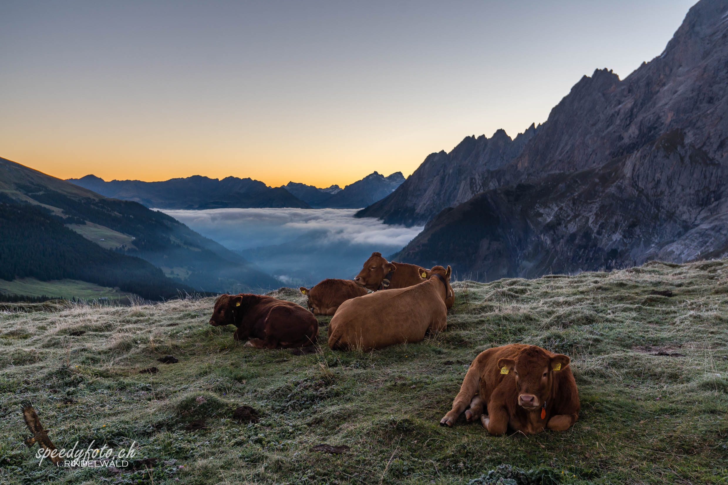 Alpmorgen - Gr. Scheidegg 