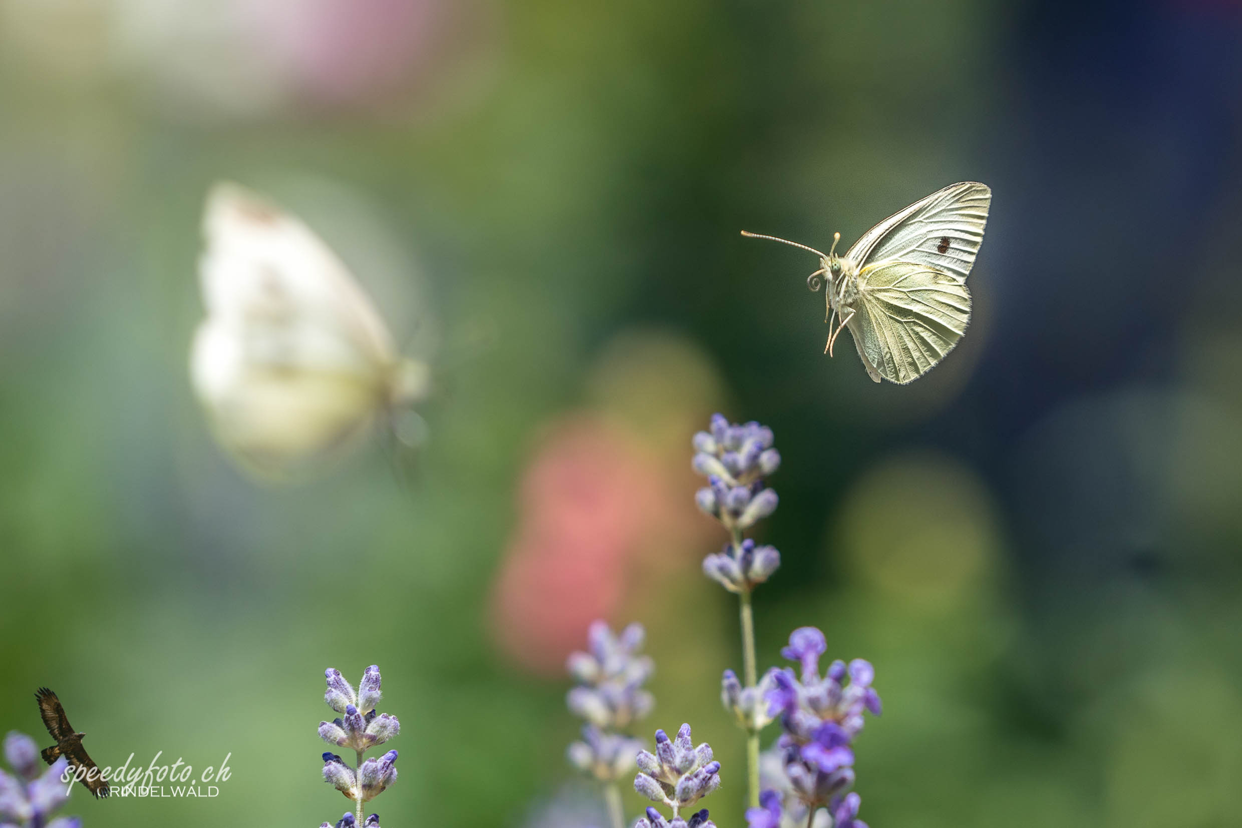 "Pfyffoltera" (Schmetterling) 