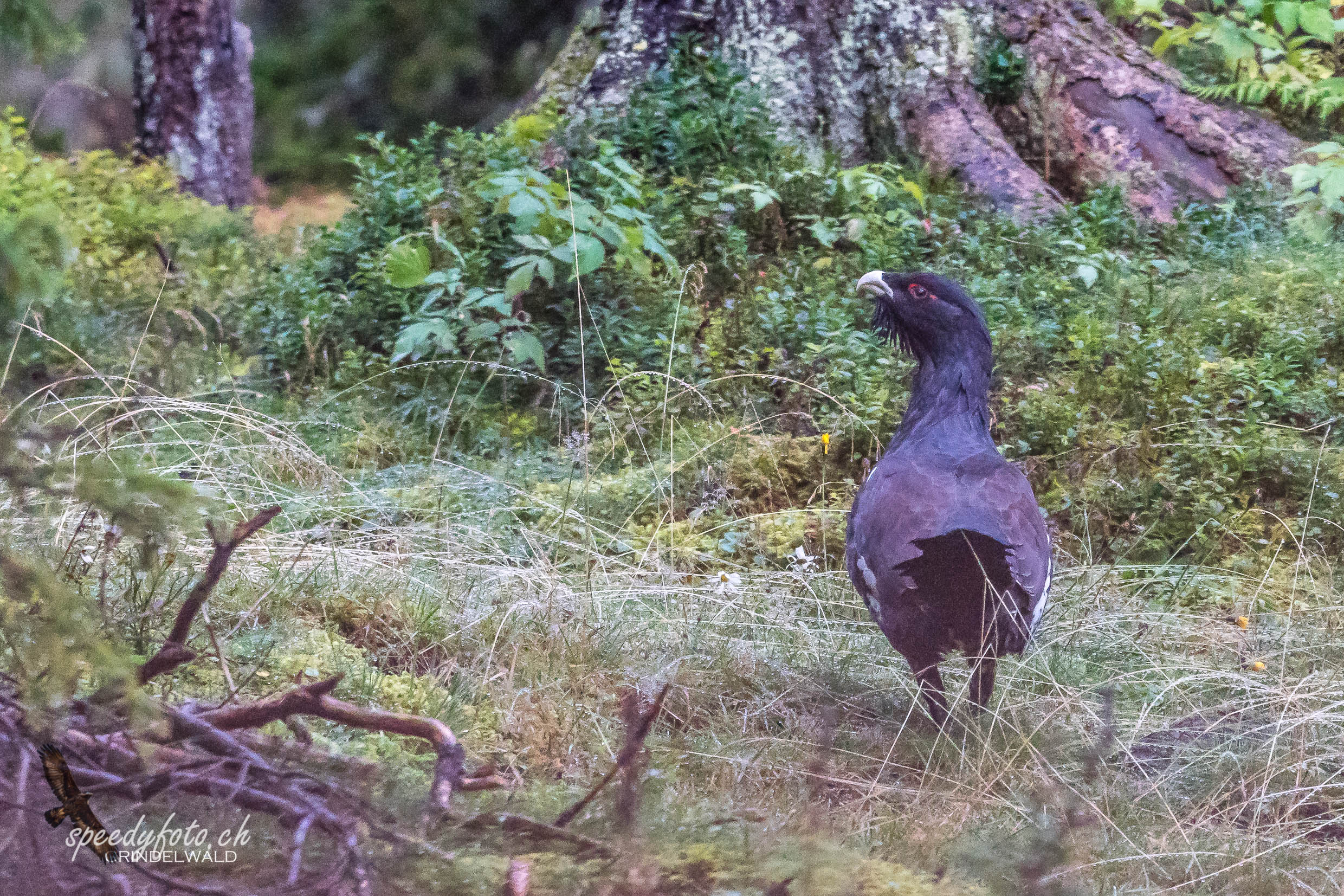 Der Auerhahn - Wildlife Grindelwald