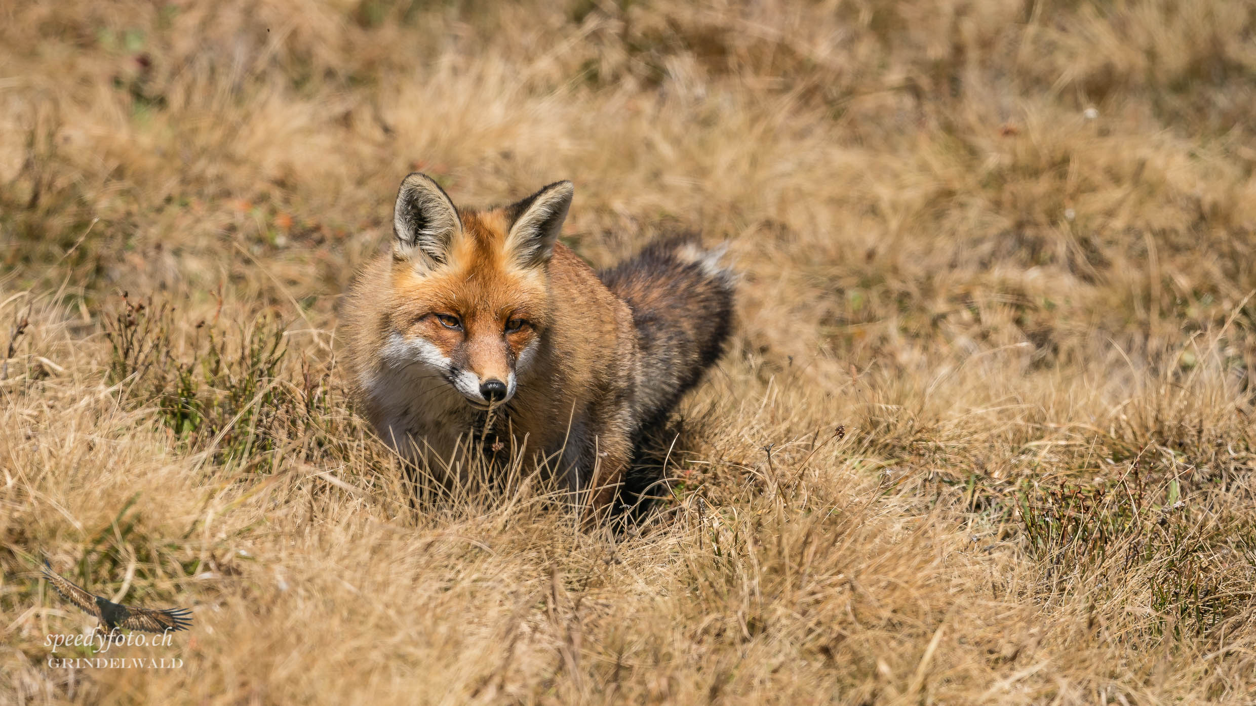 Rotfuchs auf der Pirsch - Wildlife Grindelwald 