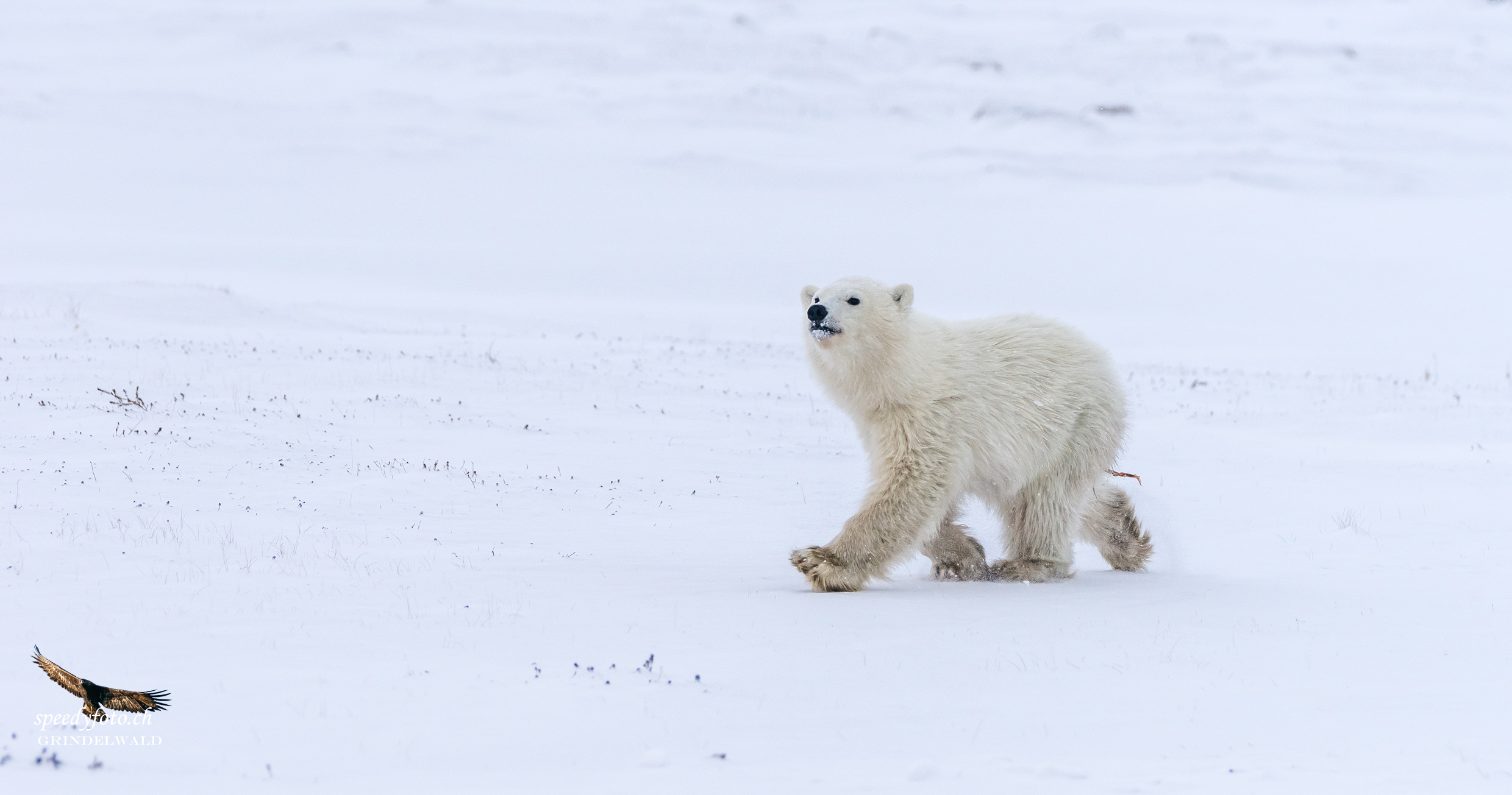 The Arctic world belongs to me...