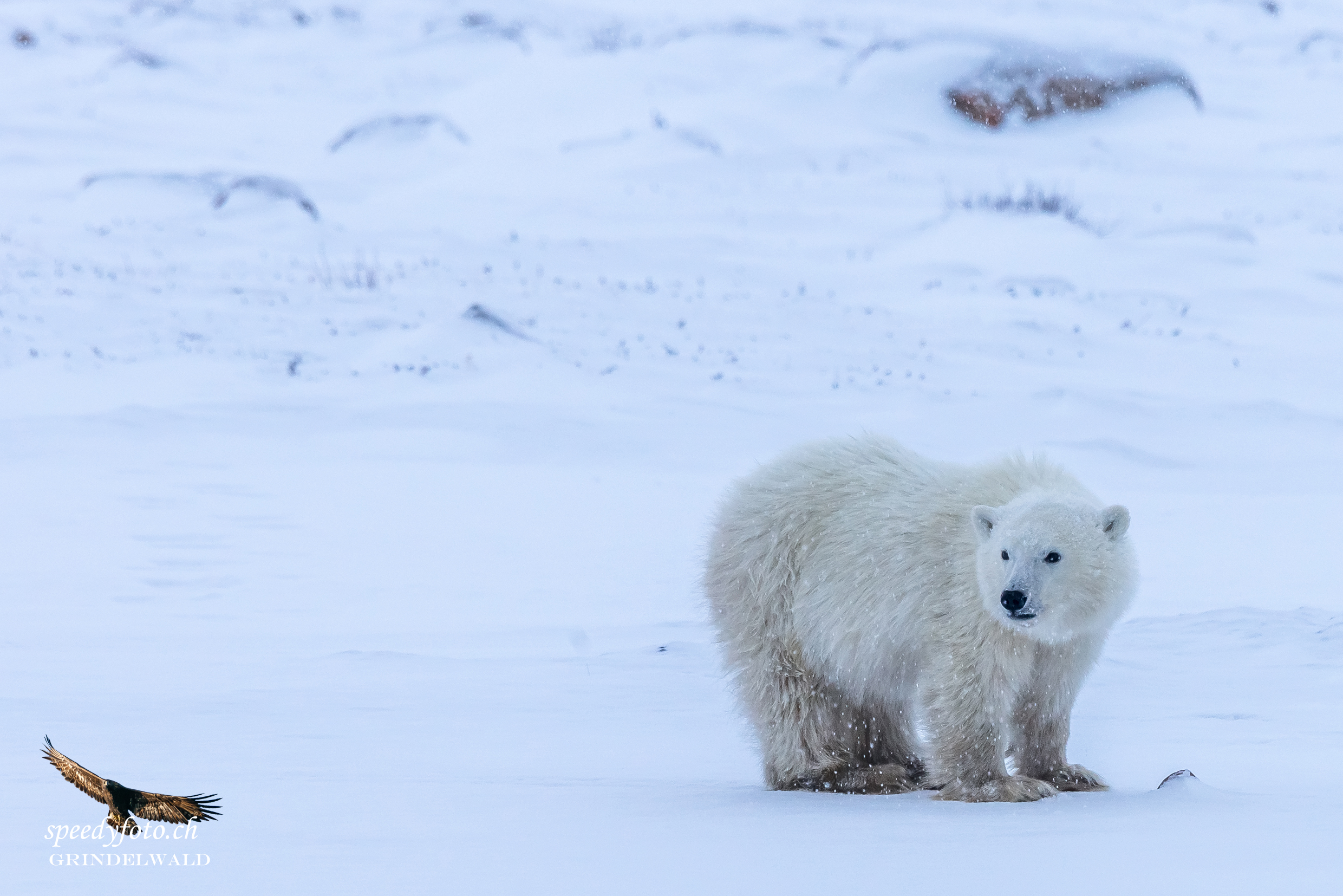 The young one - Arctic Canda 