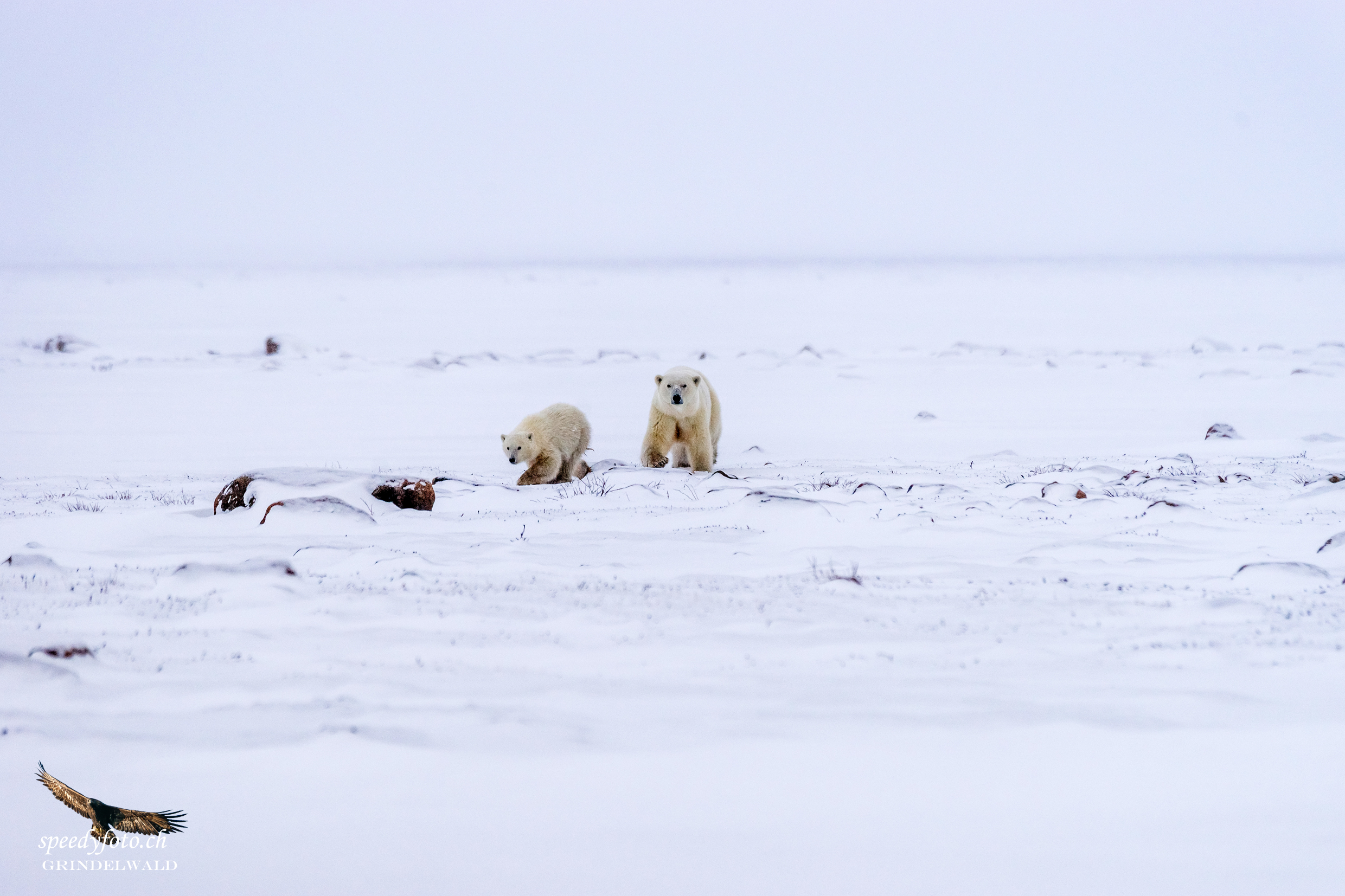 On their way - Arctic Canda 