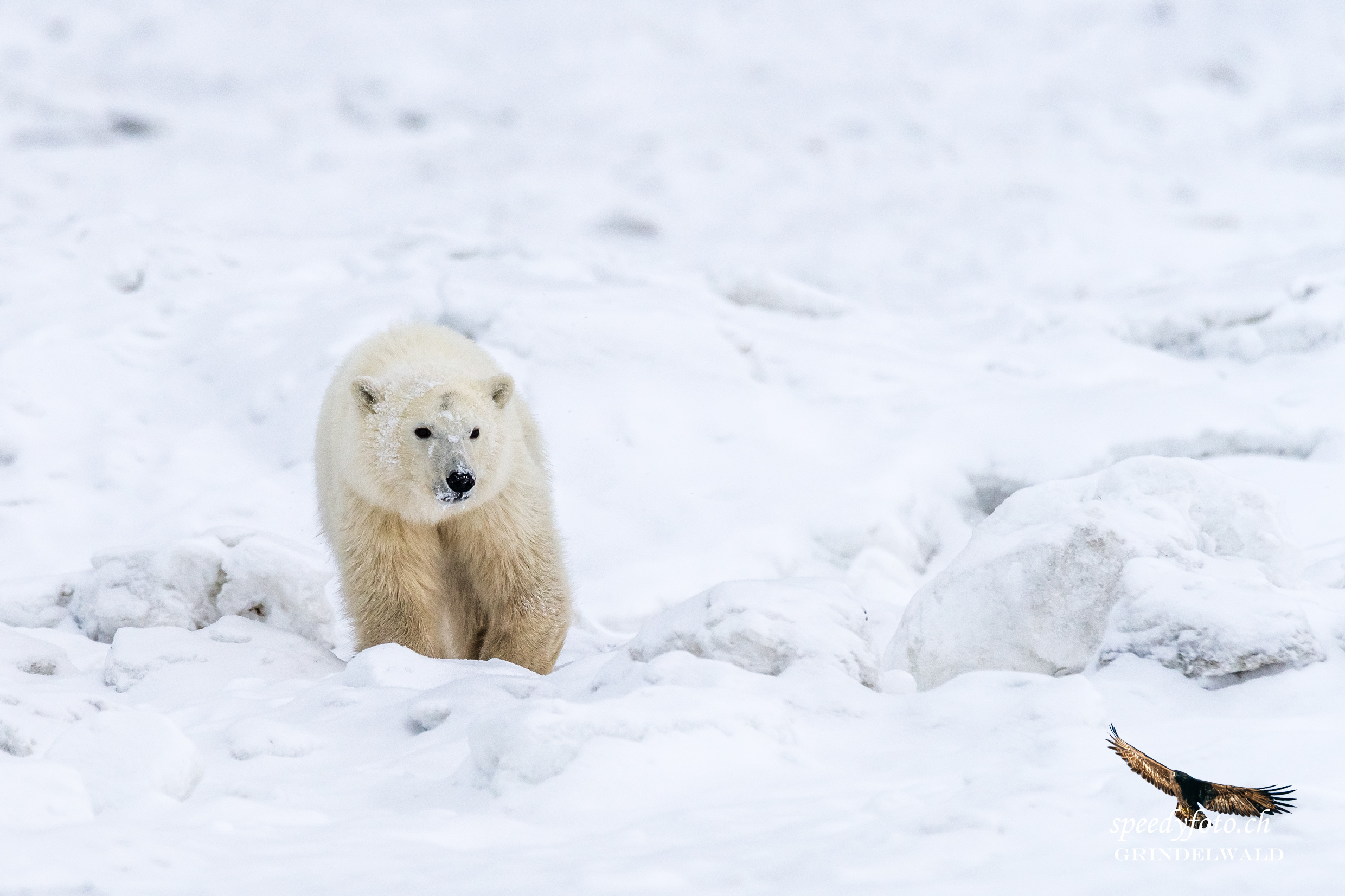 coming closer - Arctic Canada 