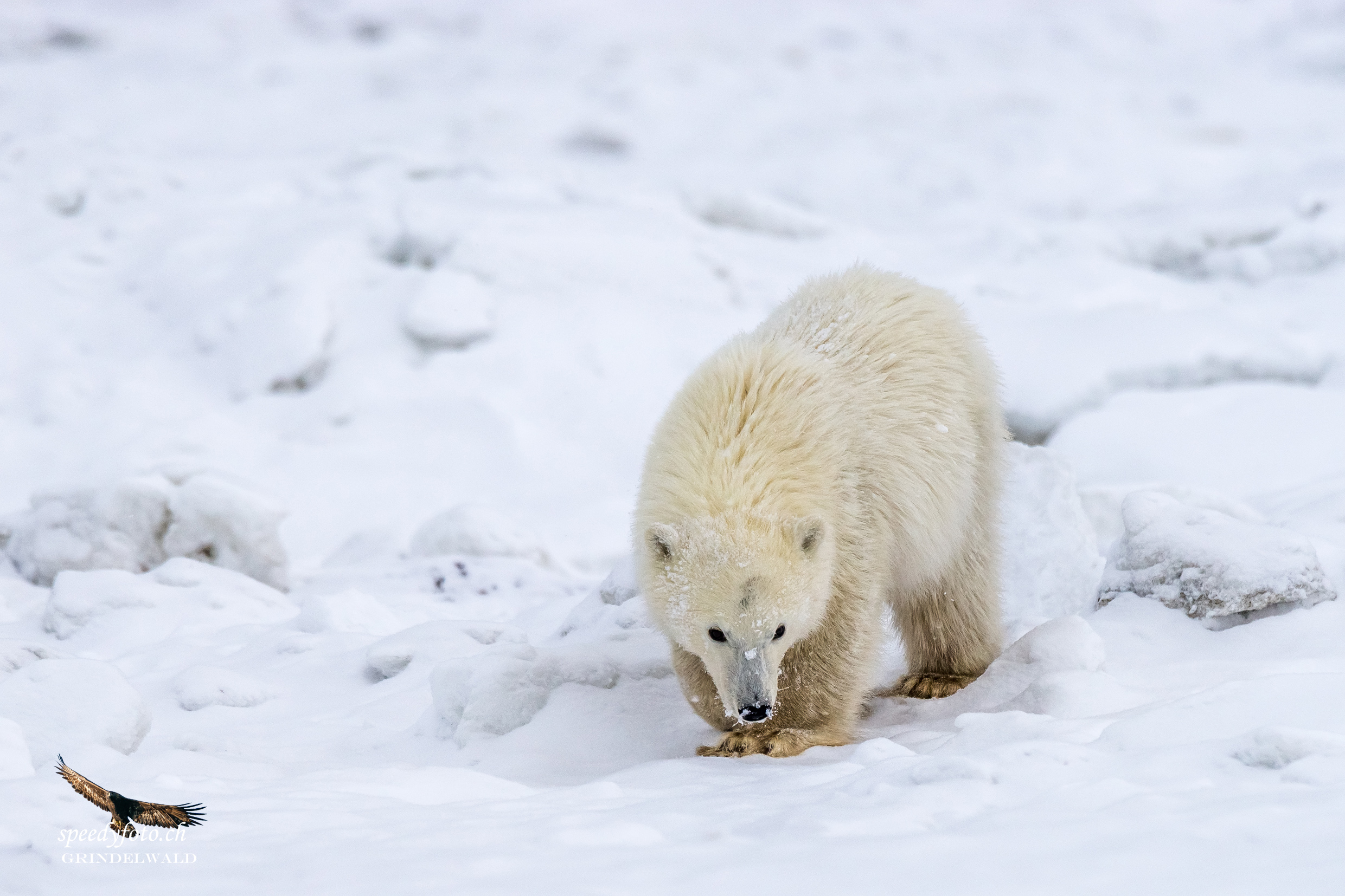 Snowy day - Polar Bear - Arctic Canada 