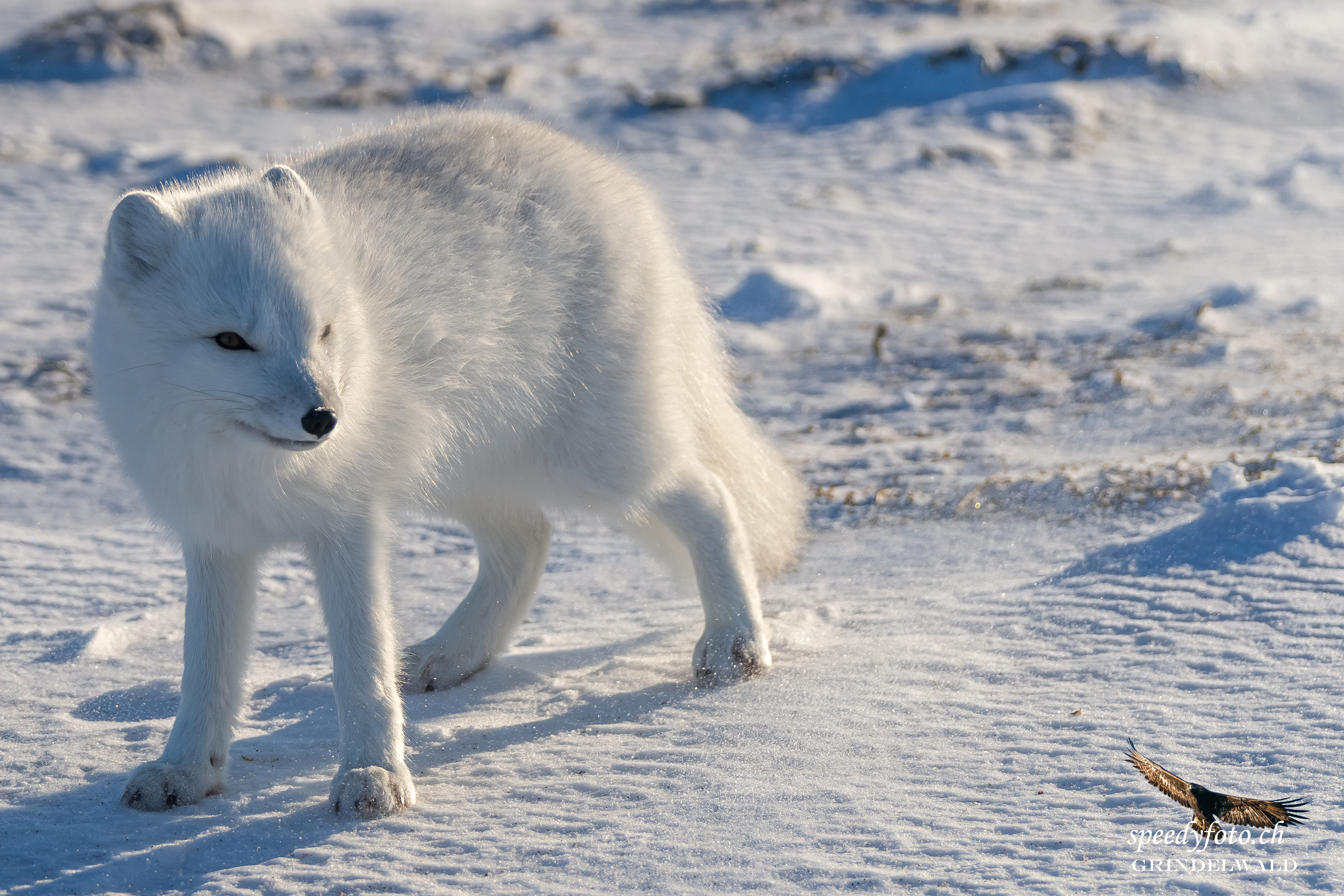 Windy conditions - Polar Fox 