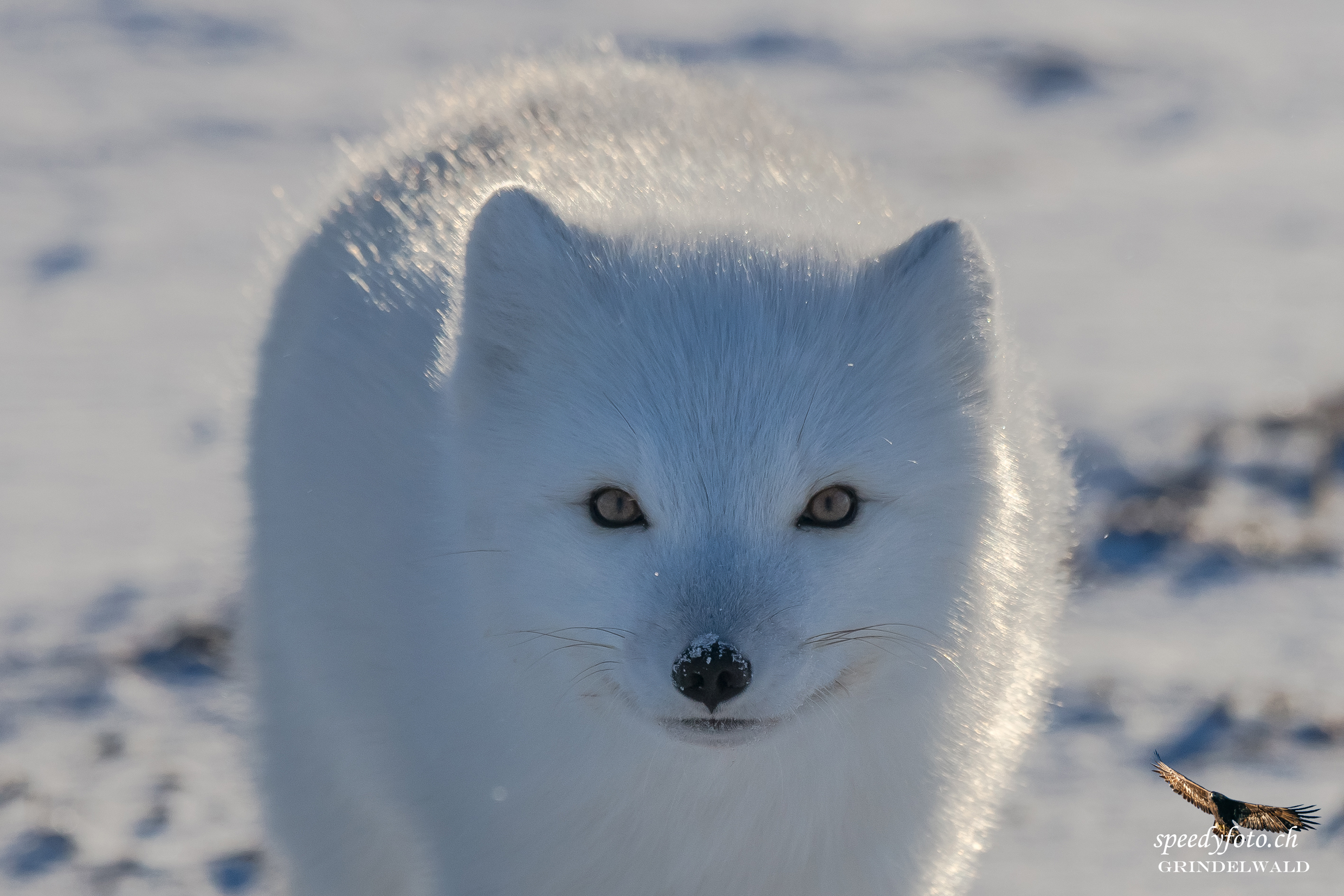 Close up - Polar Fox 