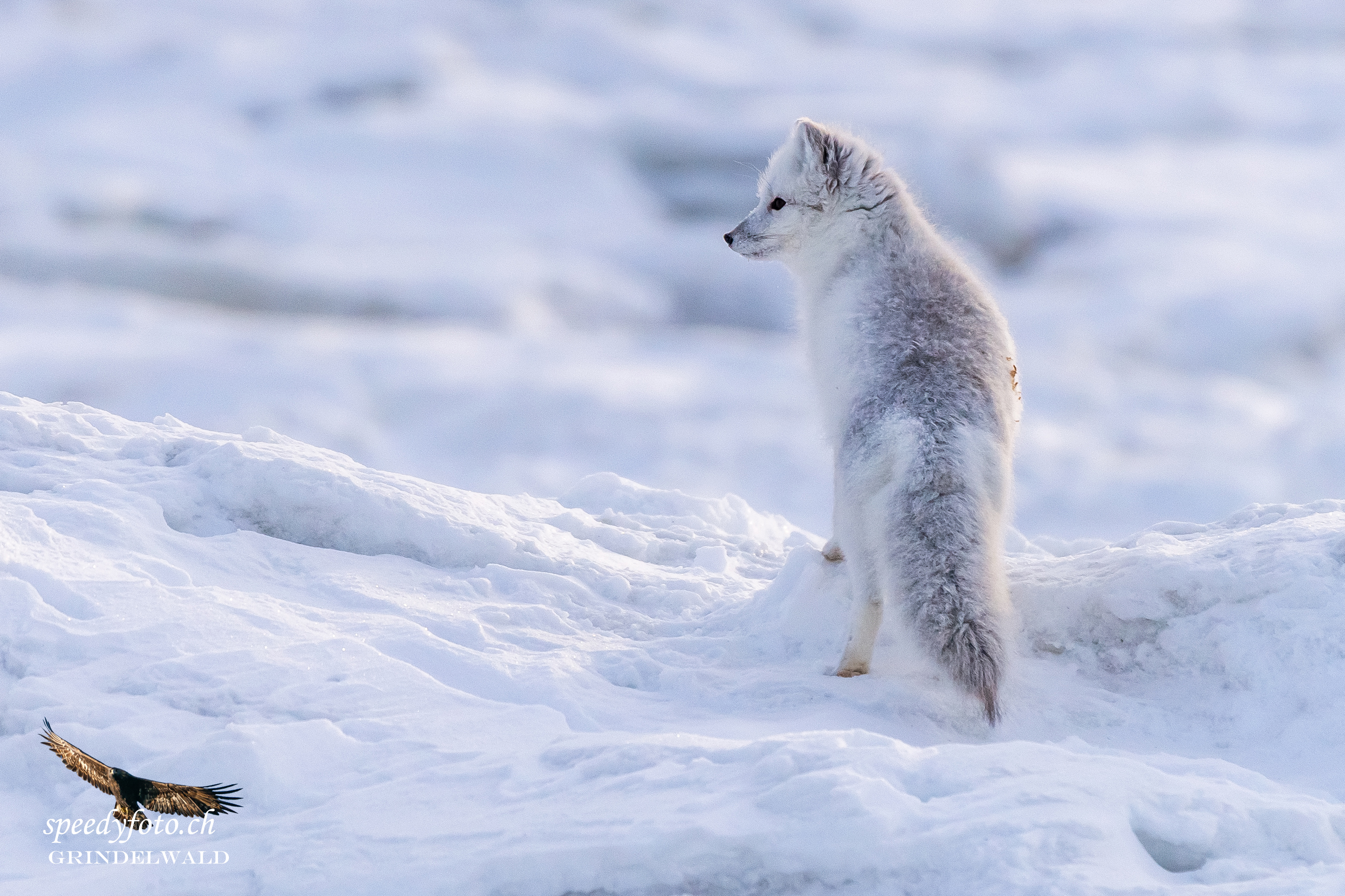 Polar Fox - Artic Canada