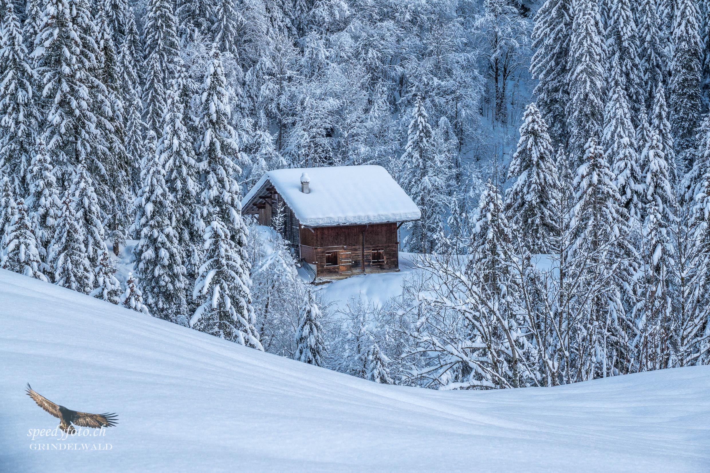 Im Märchenwald - Grindelwald 