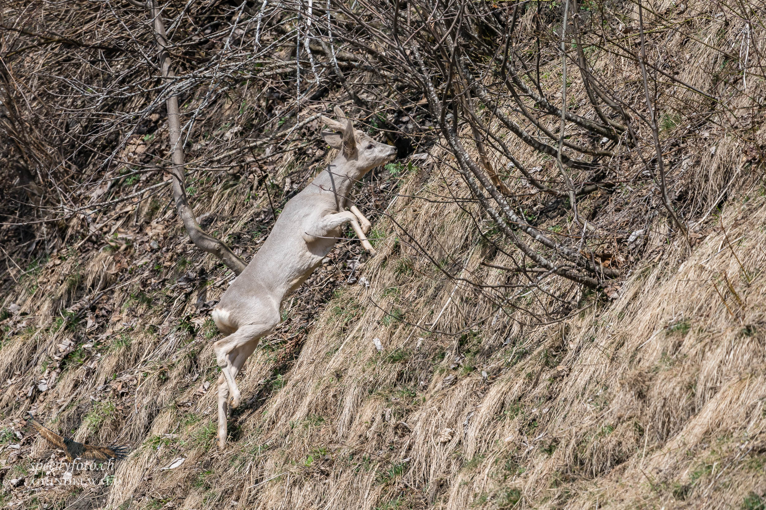 Frühlingsbock - Grindelwald Wildlife 