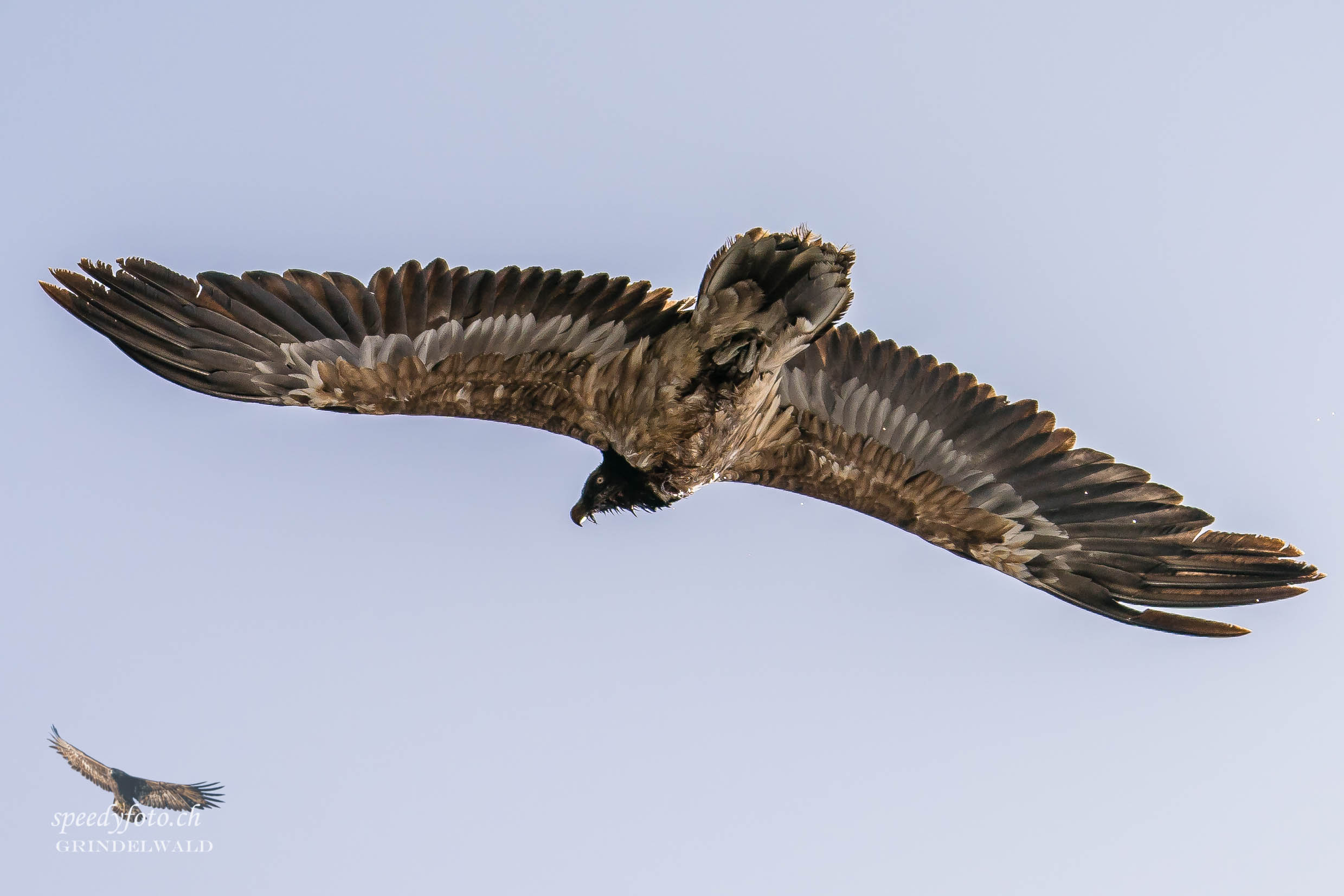 Bartgeier - Wildlife Grindelwald 