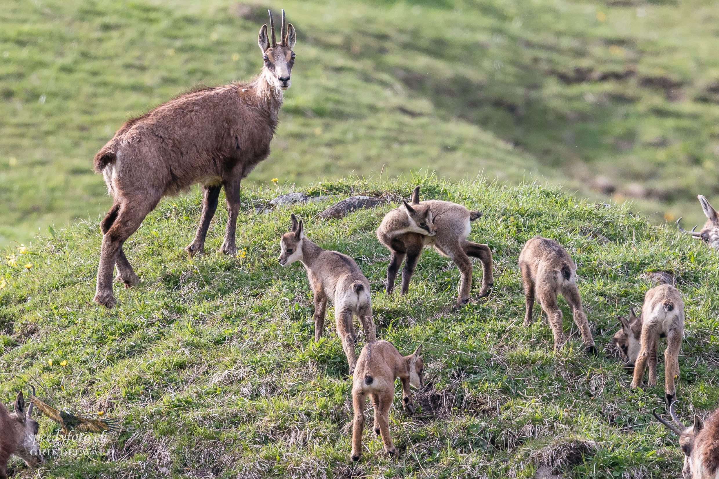 Die Kindergärtnerin - Grindelwald Wildlife 