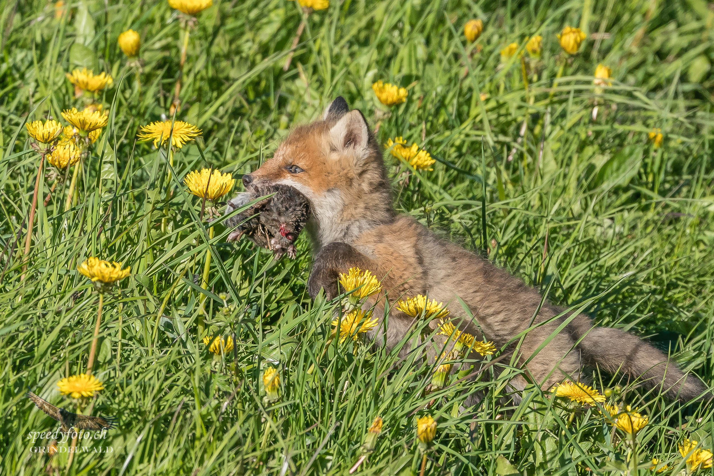 Der Sieger - Fuchswelpe - Wildlife Grindelwald 