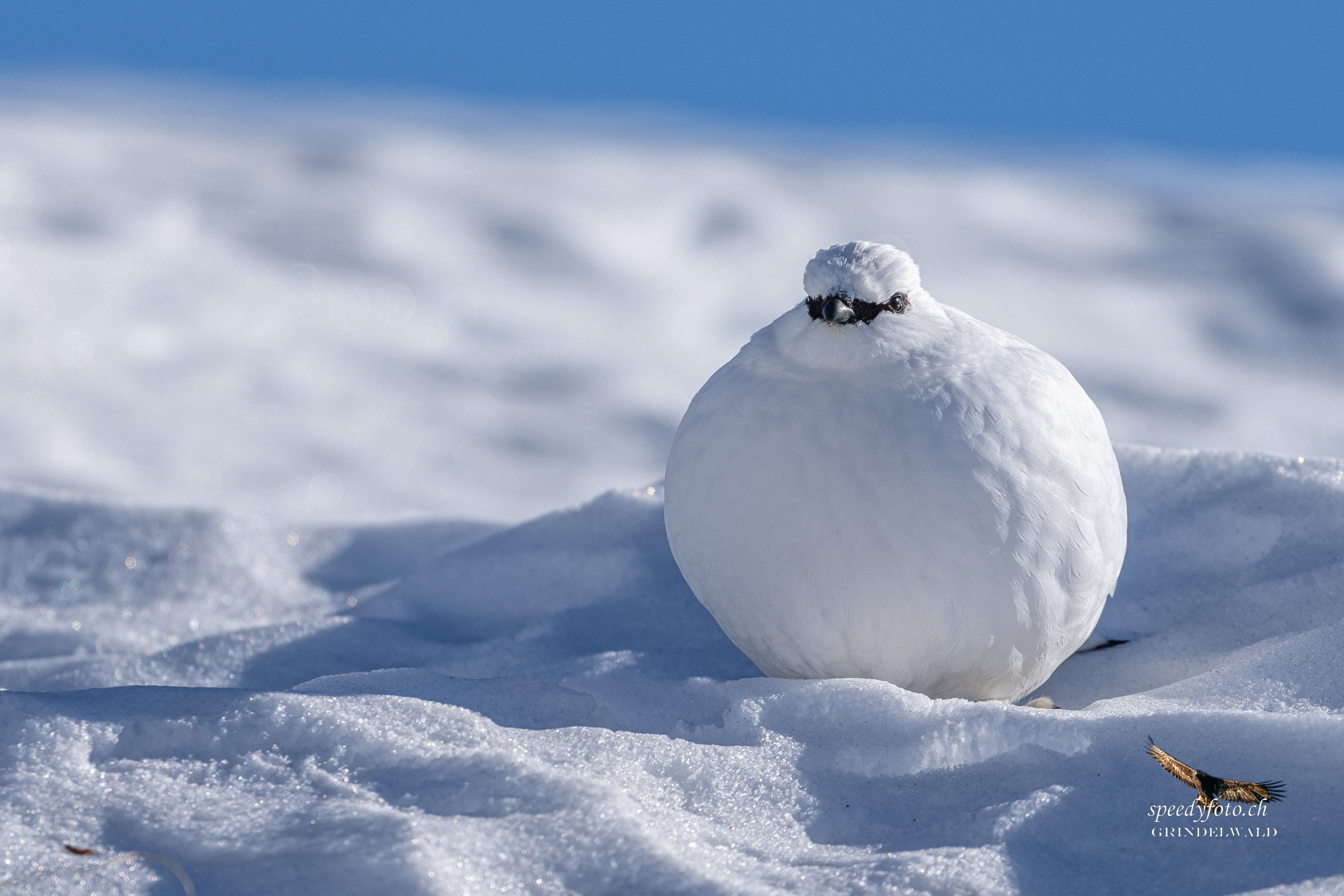 Der Schneeball - Alpenschneehuhn 