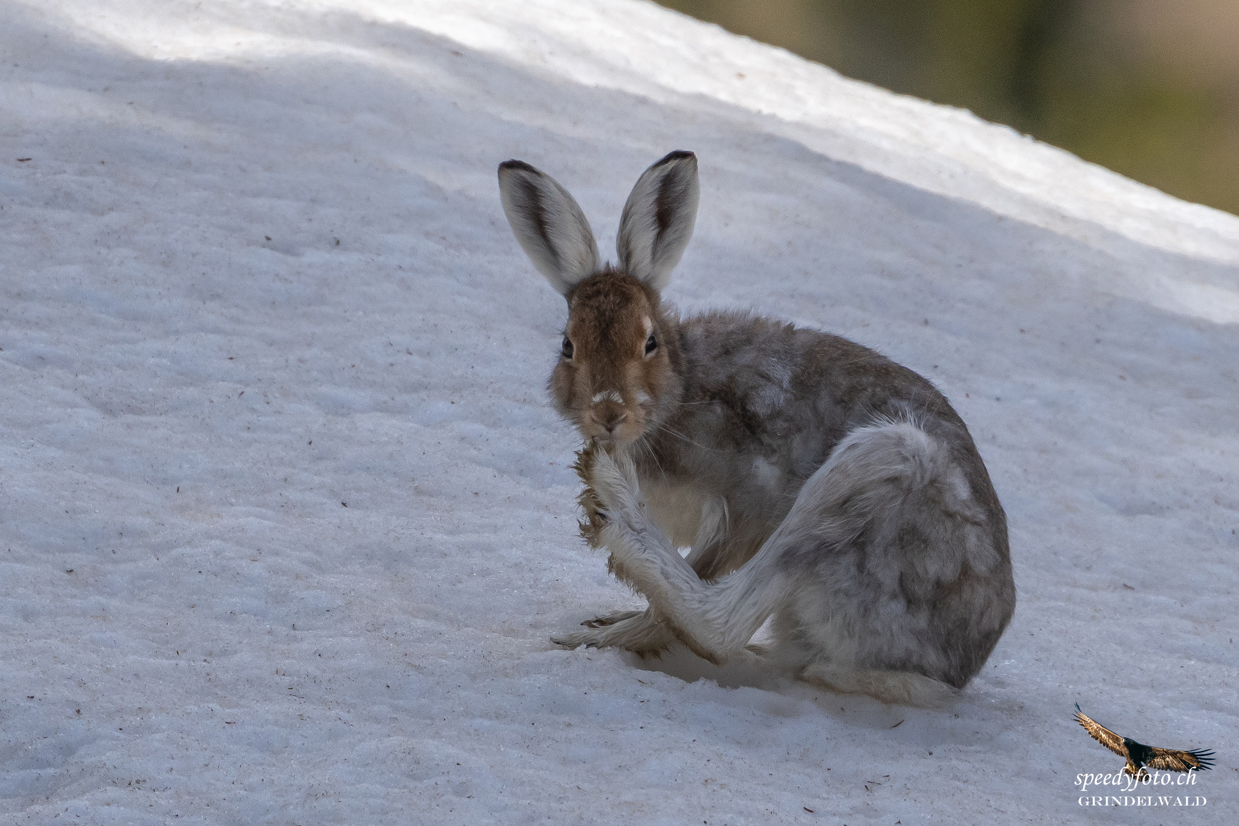 Der Nasenputzer - Wildlife Grindelwald 