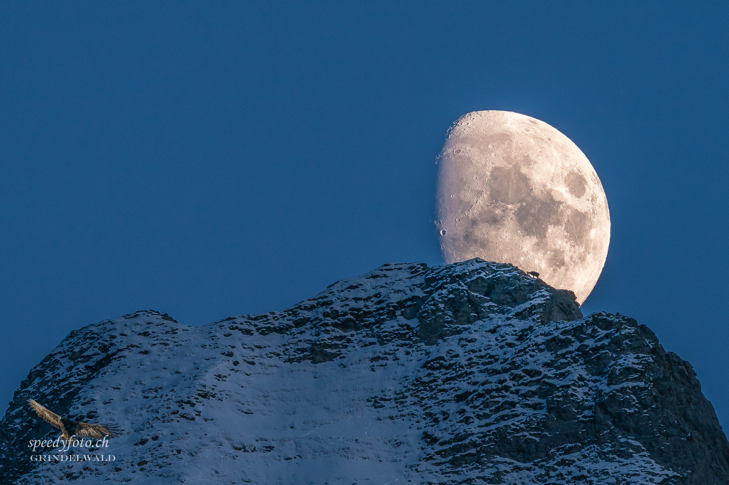 Die Gams im Mond - Wetterhorn 