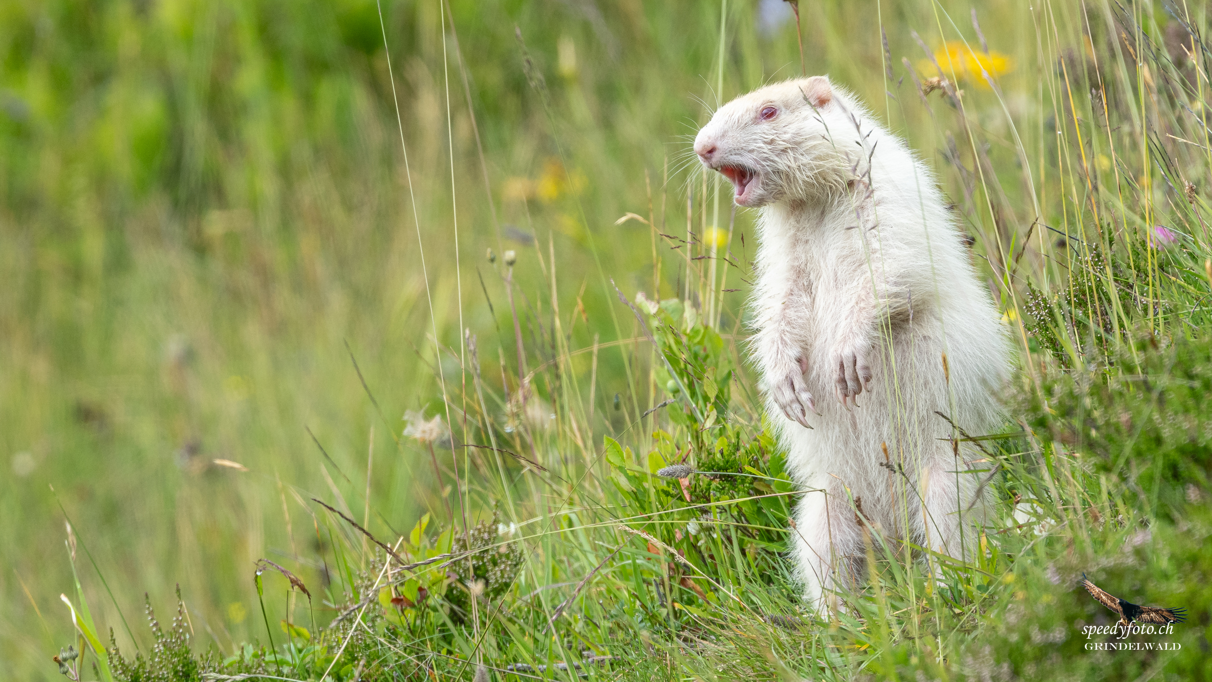 Albino Murmeltier - die Seltenheit - Grindelwald Wildlife